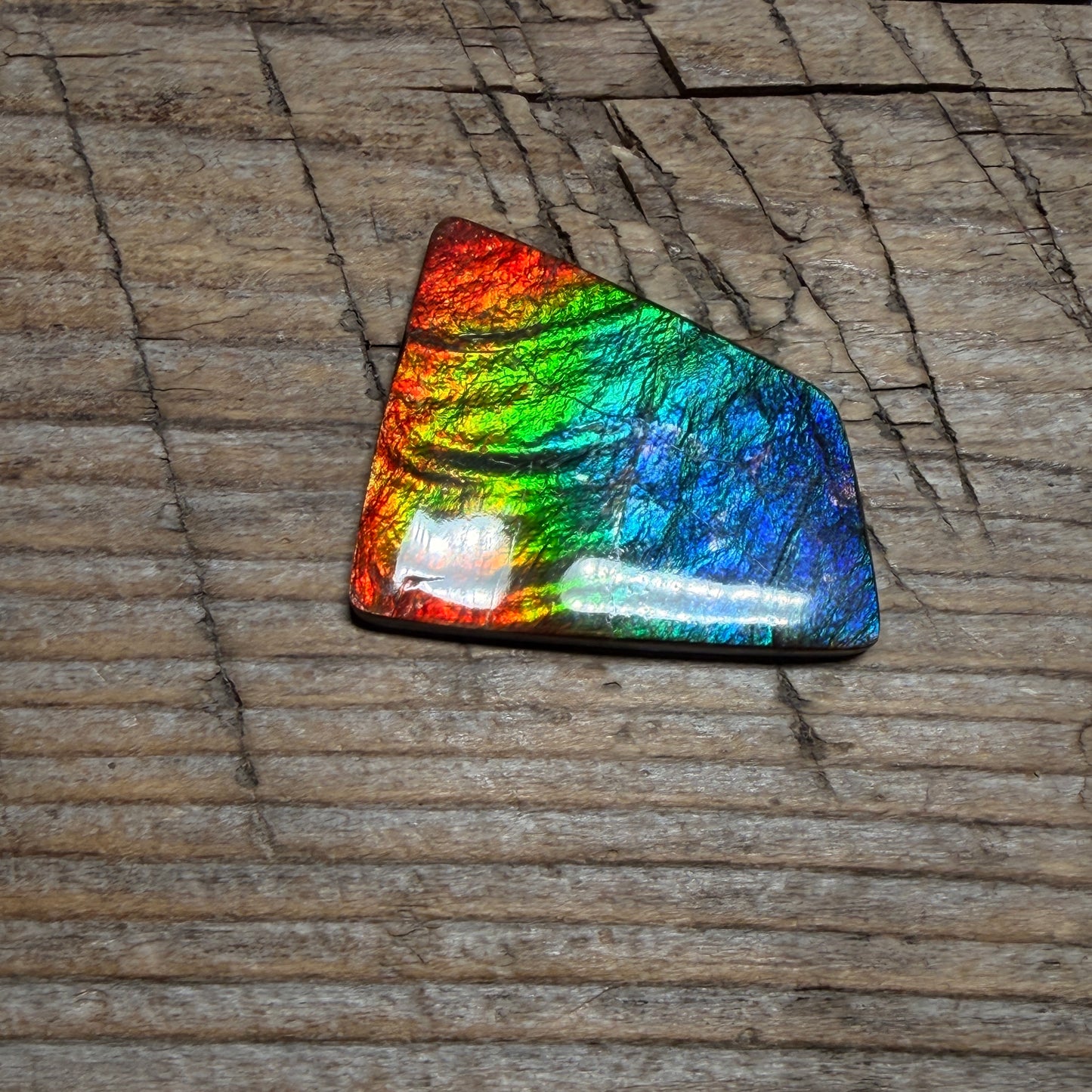 Polished Rainbow Ammolite Gemstone Cabochon Freeform Canadian Ammonite Fossil