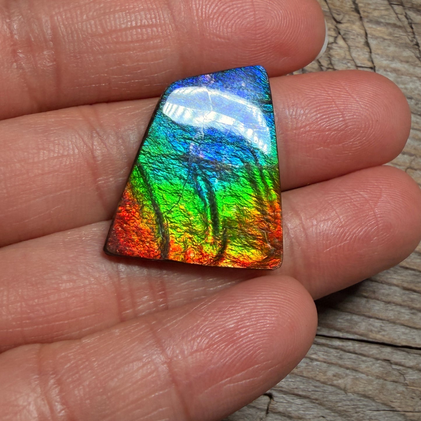 Polished Rainbow Ammolite Gemstone Cabochon Freeform Canadian Ammonite Fossil