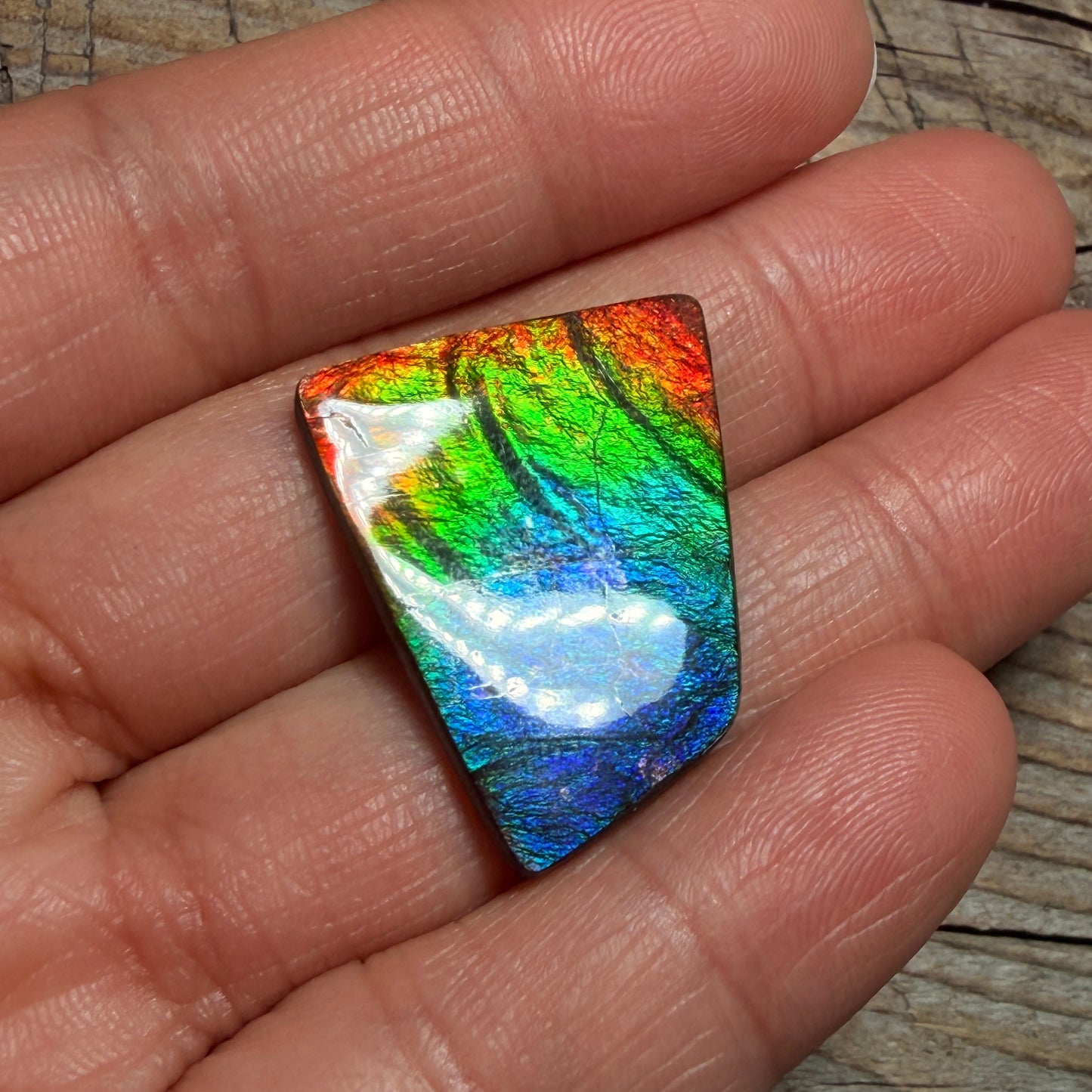 Polished Rainbow Ammolite Gemstone Cabochon Freeform Canadian Ammonite Fossil