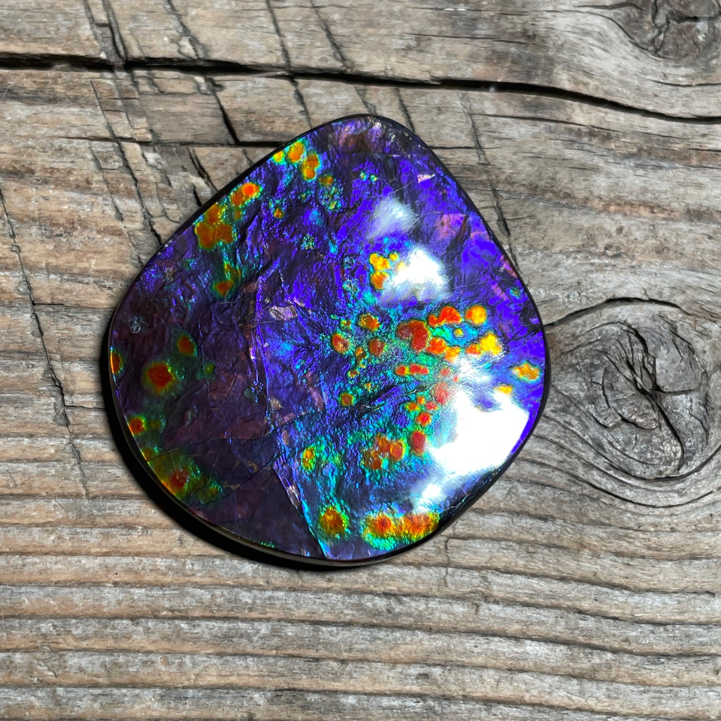 Rare Polished Floral Ammolite Gemstone Natural Freeform TSA1011  AAA