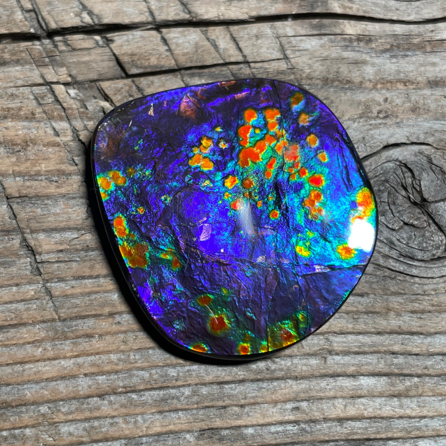 Rare Polished Floral Ammolite Gemstone Natural Freeform TSA1011  AAA