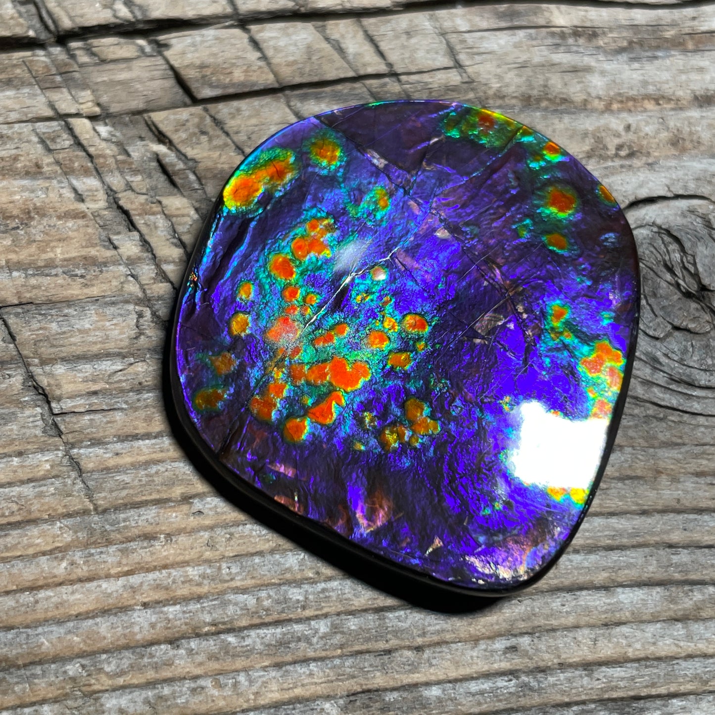 Rare Polished Floral Ammolite Gemstone Natural Freeform TSA1011  AAA