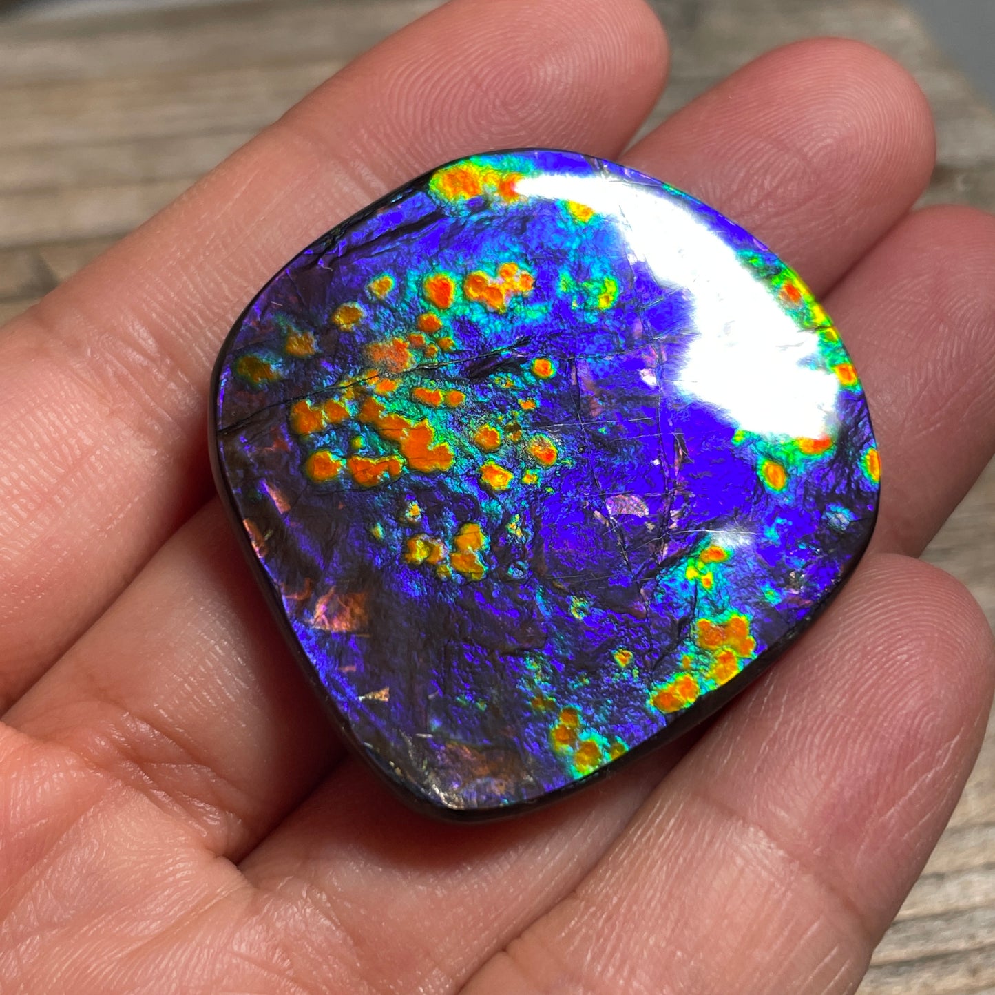 Rare Polished Floral Ammolite Gemstone Natural Freeform TSA1011  AAA