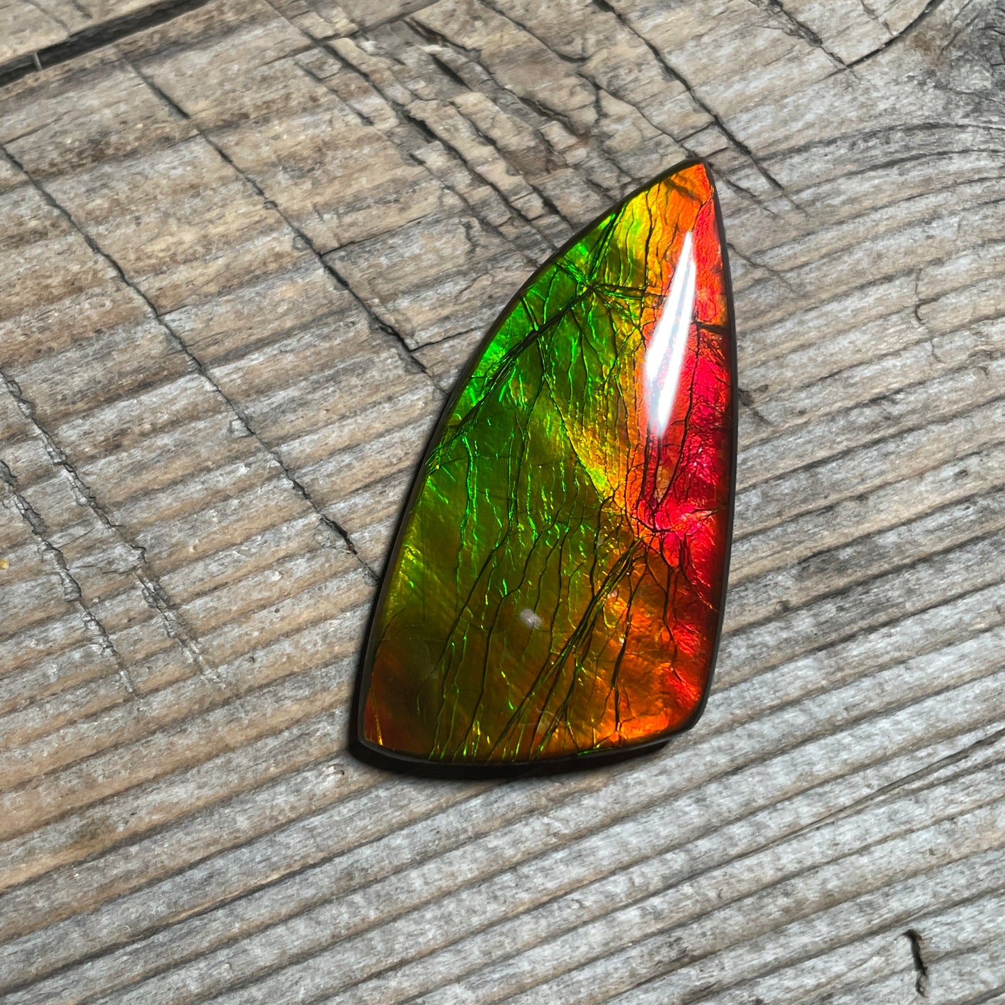 Golden Red Orange Ammolite Gemstone Cabochon Freeform Canadian Ammonite Fossil