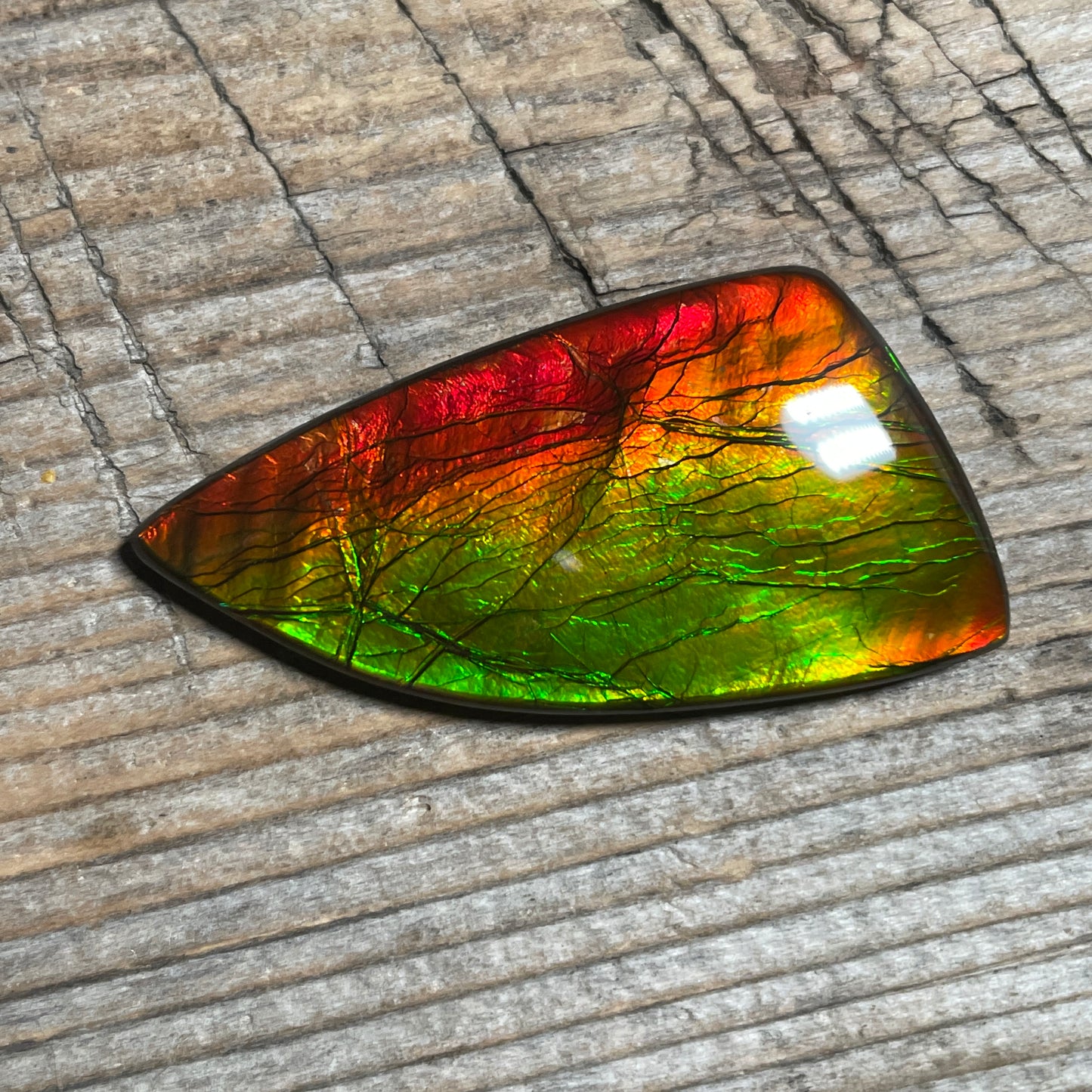 Golden Red Orange Ammolite Gemstone Cabochon Freeform Canadian Ammonite Fossil