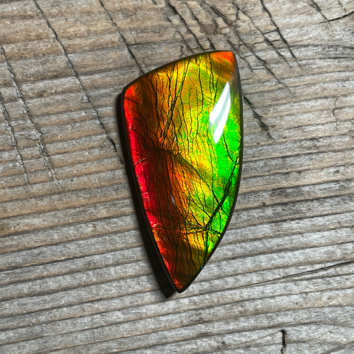 Golden Red Orange Ammolite Gemstone Cabochon Freeform Canadian Ammonite Fossil