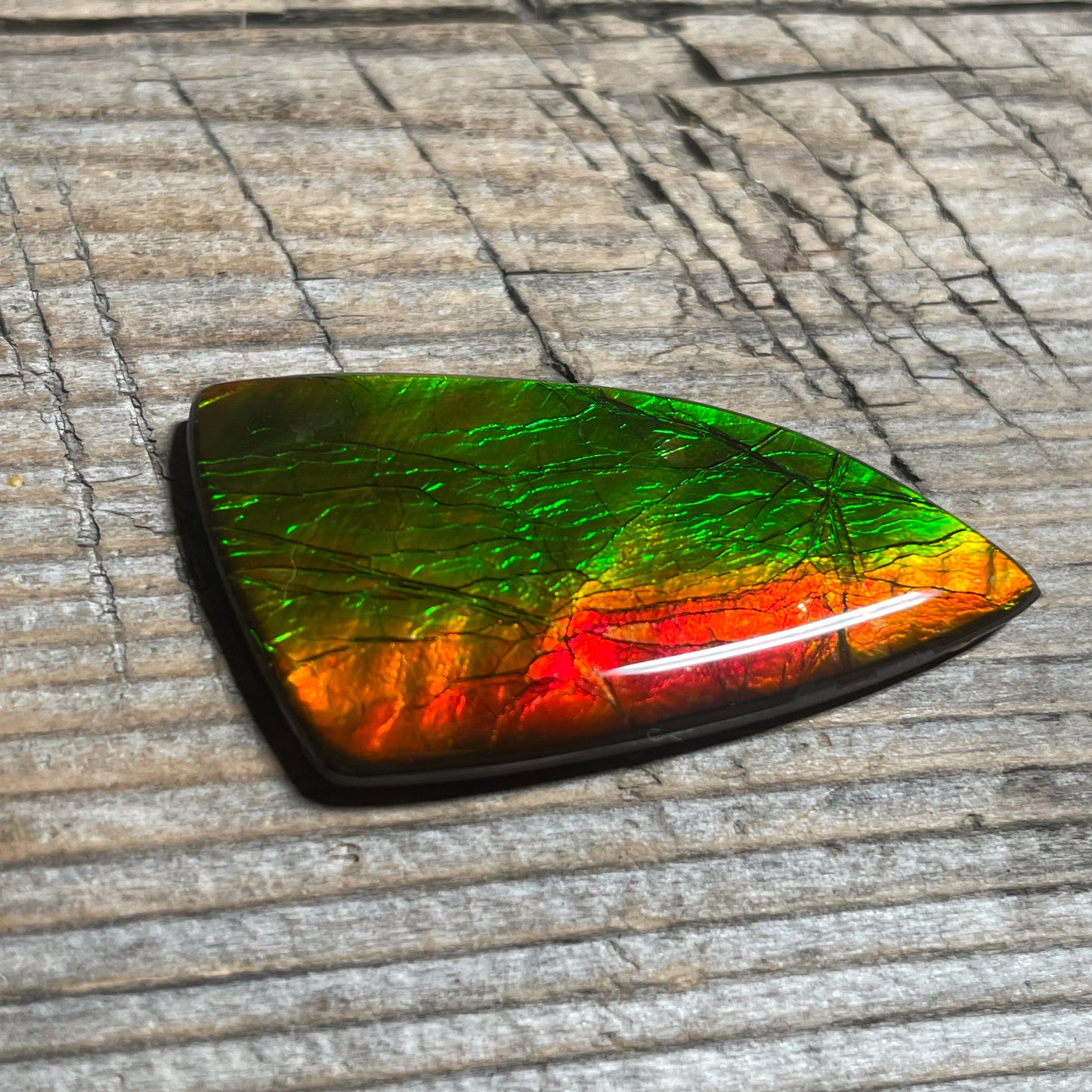 Golden Red Orange Ammolite Gemstone Cabochon Freeform Canadian Ammonite Fossil