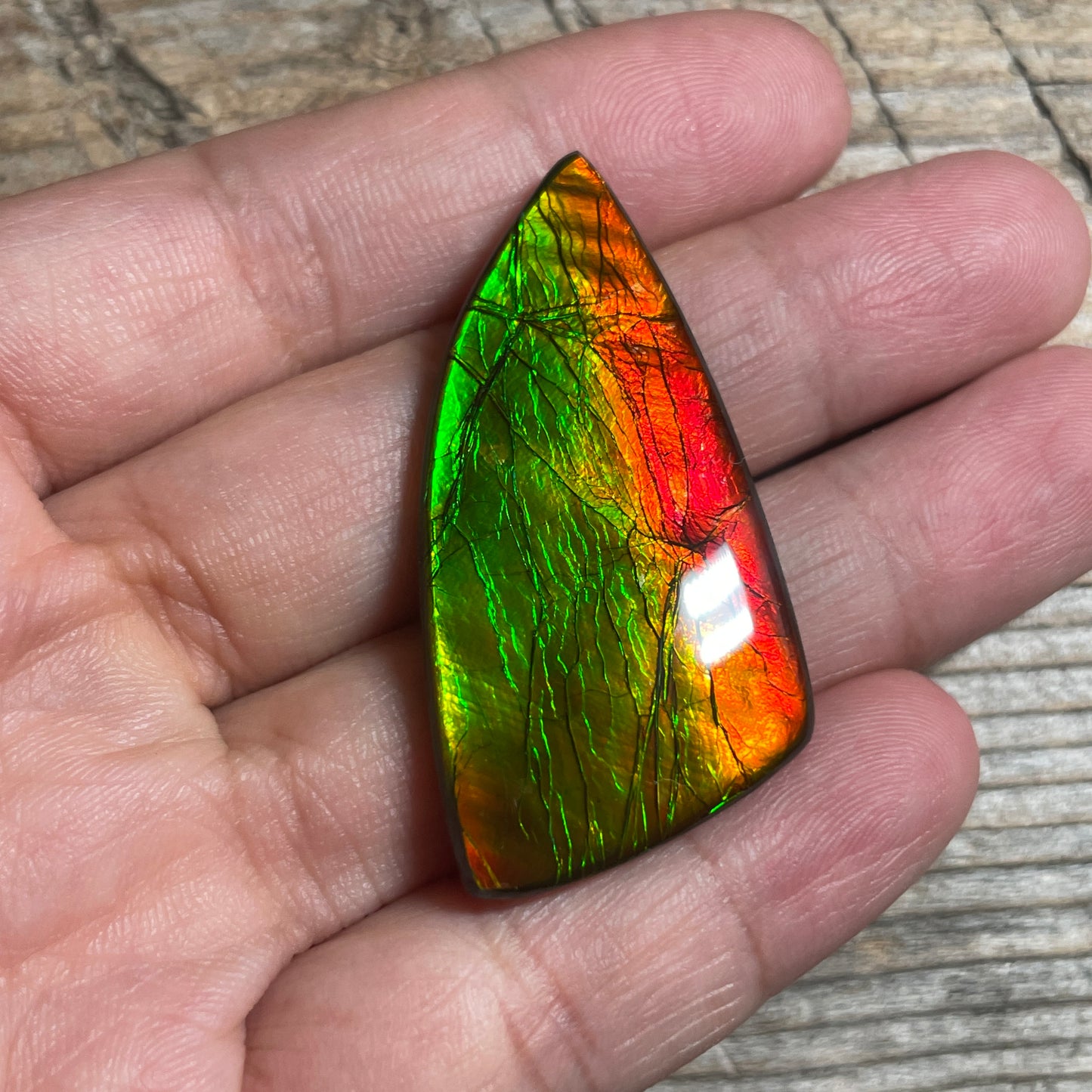 Golden Red Orange Ammolite Gemstone Cabochon Freeform Canadian Ammonite Fossil