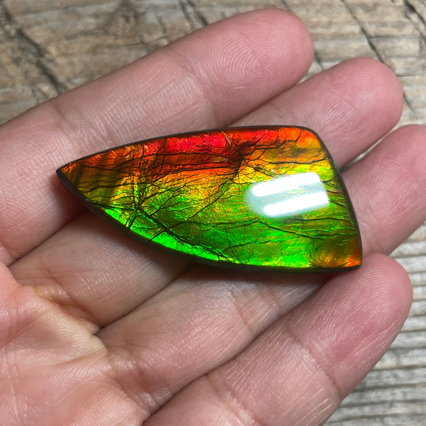 Golden Red Orange Ammolite Gemstone Cabochon Freeform Canadian Ammonite Fossil