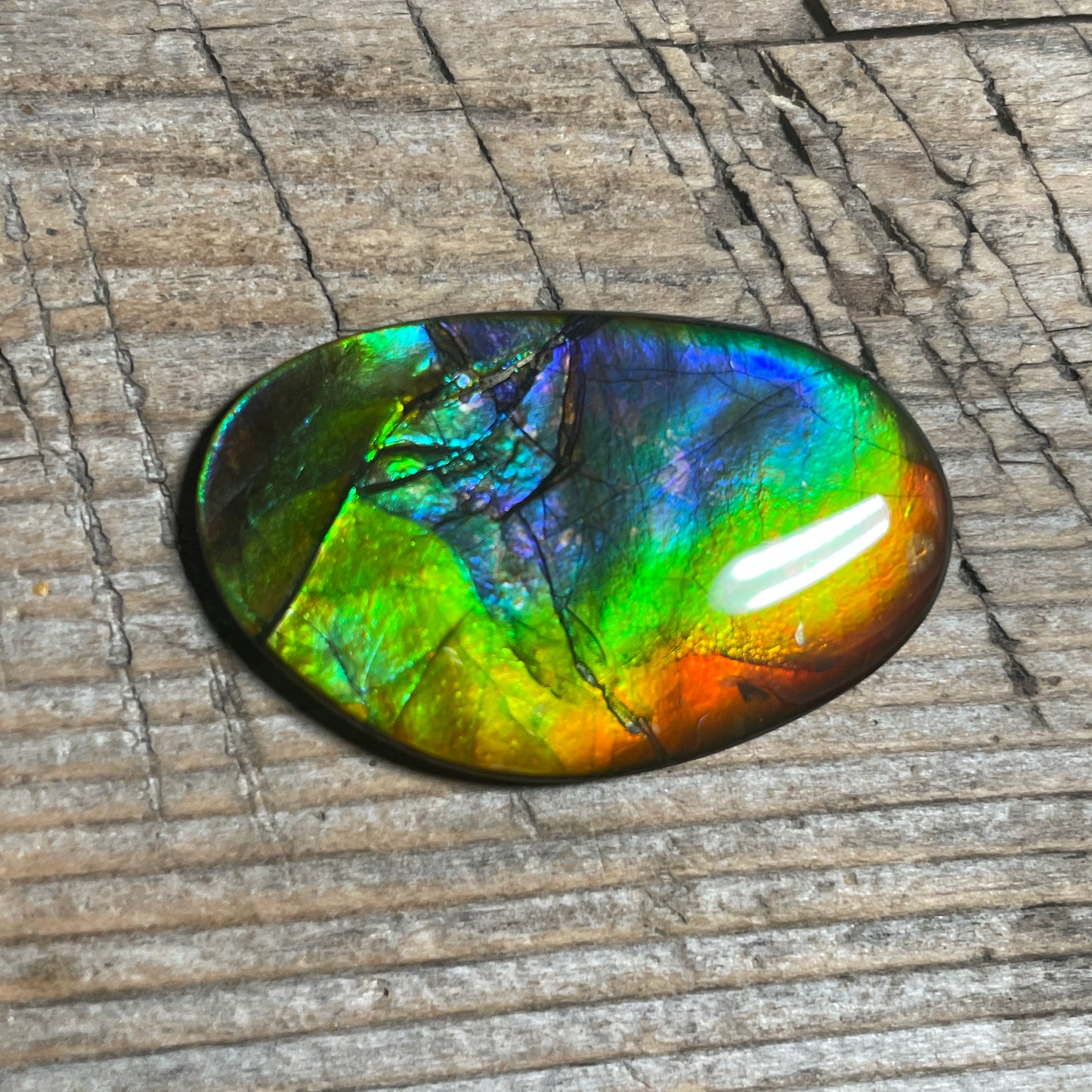 Rainbow Ammolite Gemstone, Freeform Cabochon, Canadian Ammonite Fossil Jewelry