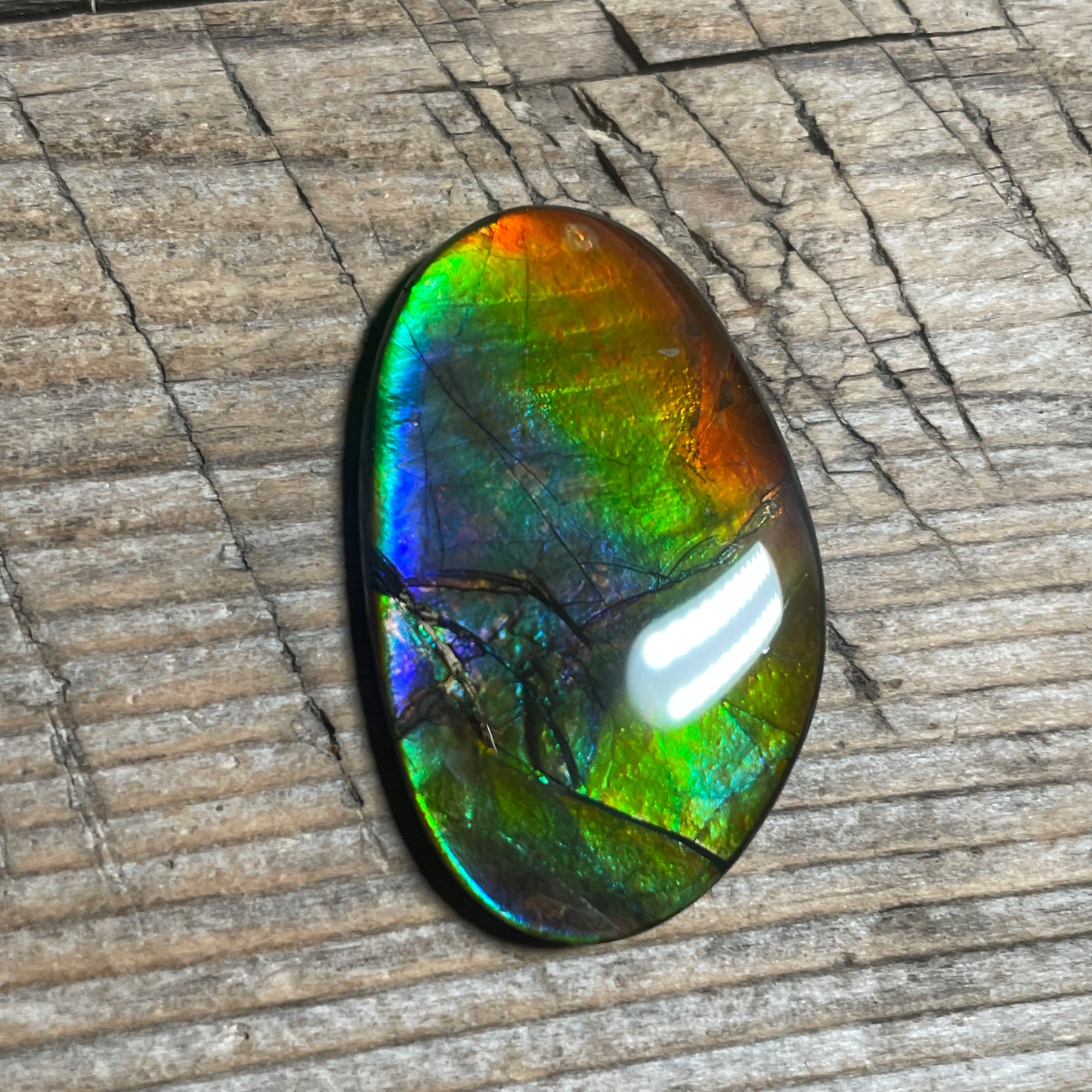 Rainbow Ammolite Gemstone, Freeform Cabochon, Canadian Ammonite Fossil Jewelry