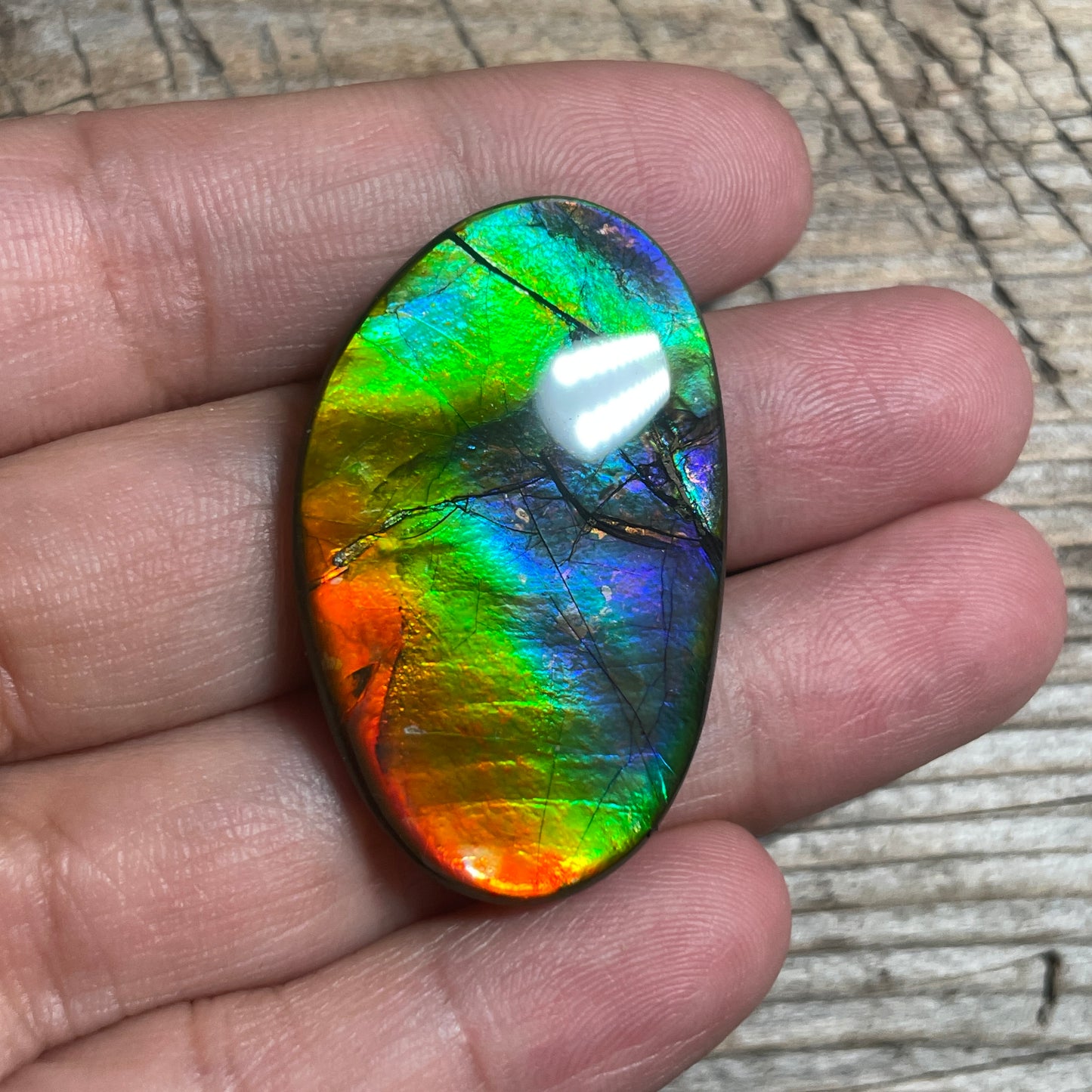 Rainbow Ammolite Gemstone, Freeform Cabochon, Canadian Ammonite Fossil Jewelry