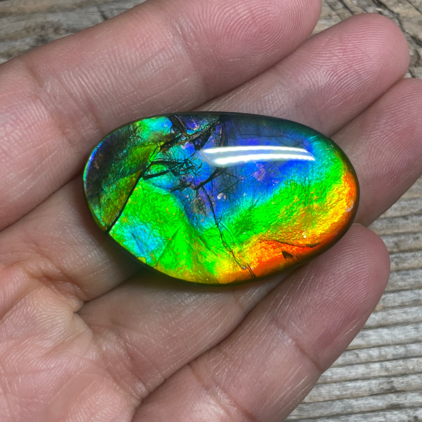 Rainbow Ammolite Gemstone, Freeform Cabochon, Canadian Ammonite Fossil Jewelry