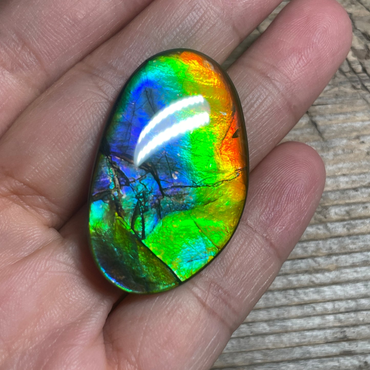 Rainbow Ammolite Gemstone, Freeform Cabochon, Canadian Ammonite Fossil Jewelry