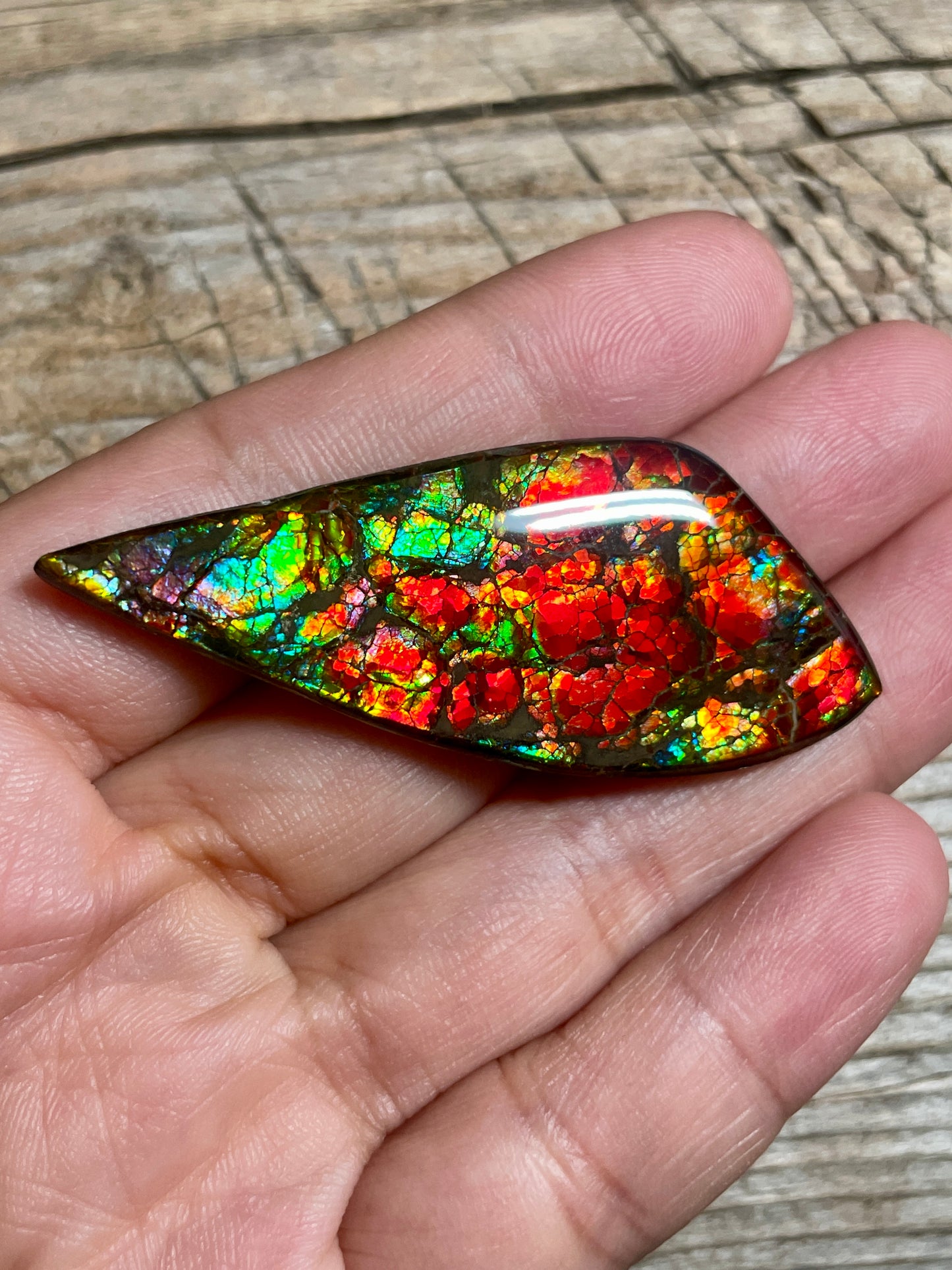 Bright Dragon Skin Ammolite Gemstone Cabochon Freeform Canadian Ammonite Fossil