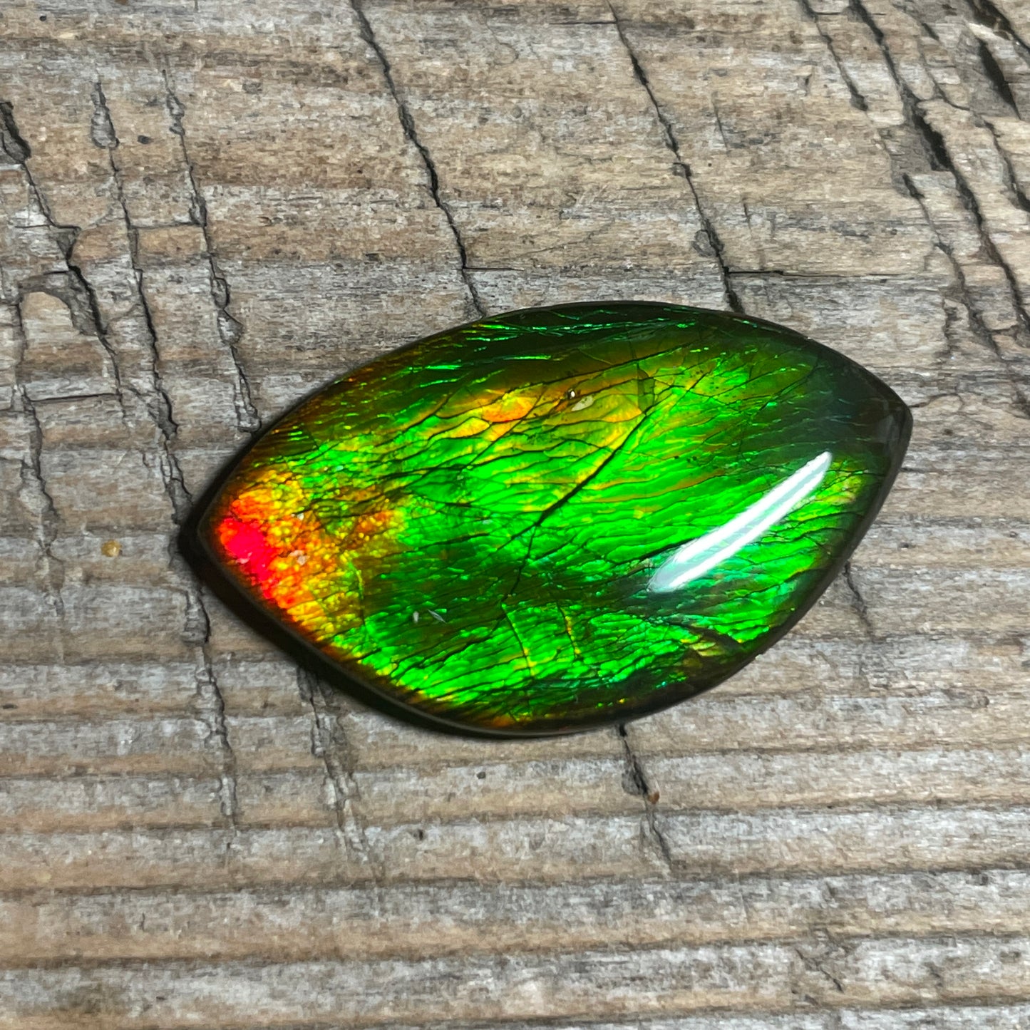 Green Gold Ammolite Cabochon, Genuine Canadian Ammonite Fossil Jewelry