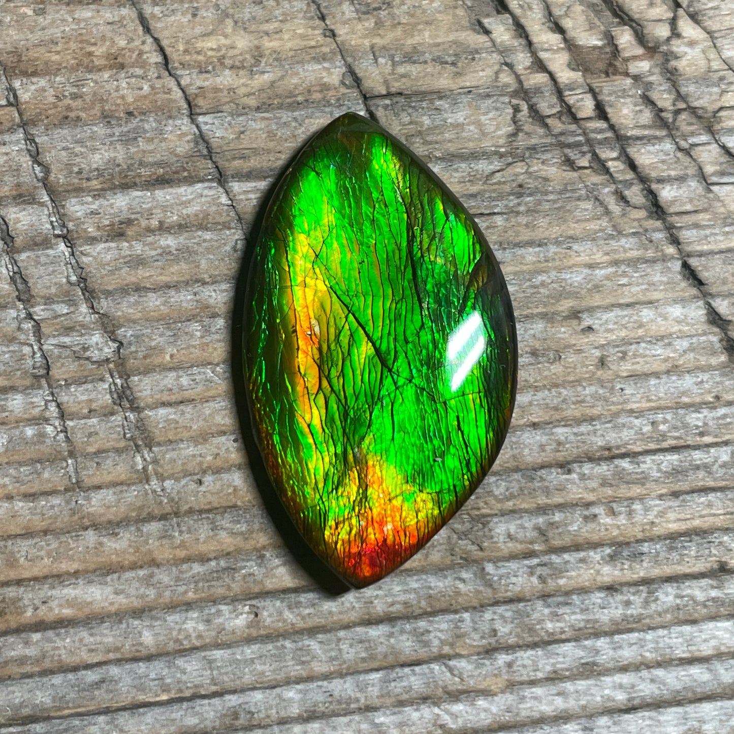 Green Gold Ammolite Cabochon, Genuine Canadian Ammonite Fossil Jewelry