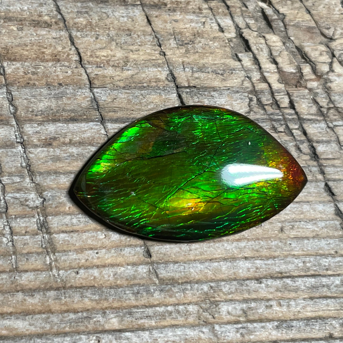 Green Gold Ammolite Cabochon, Genuine Canadian Ammonite Fossil Jewelry