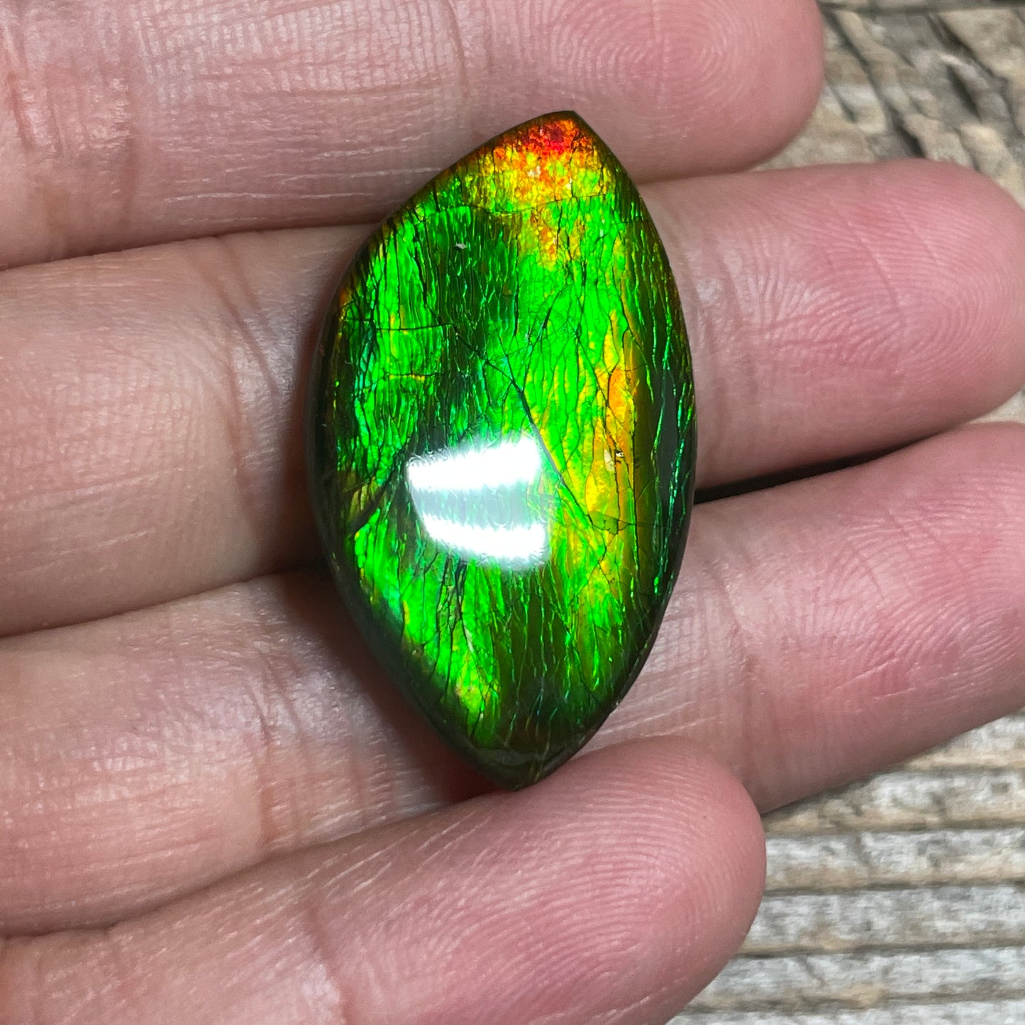 Green Gold Ammolite Cabochon, Genuine Canadian Ammonite Fossil Jewelry