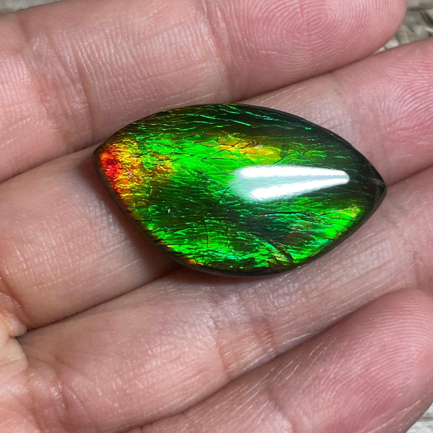 Green Gold Ammolite Cabochon, Genuine Canadian Ammonite Fossil Jewelry