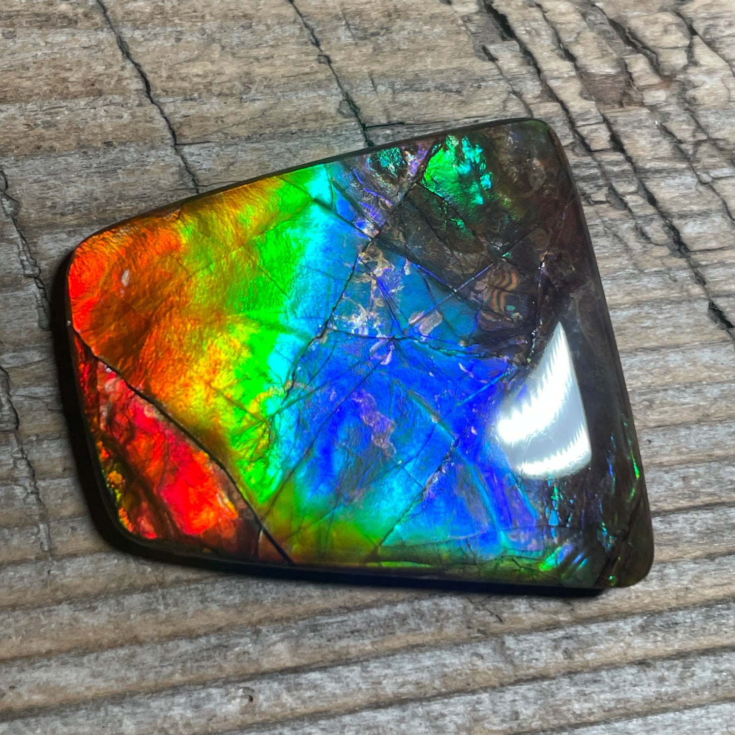 Multicoloured Rainbow Ammolite Cabochon, Genuine Alberta Ammonite Fossil Jewelry