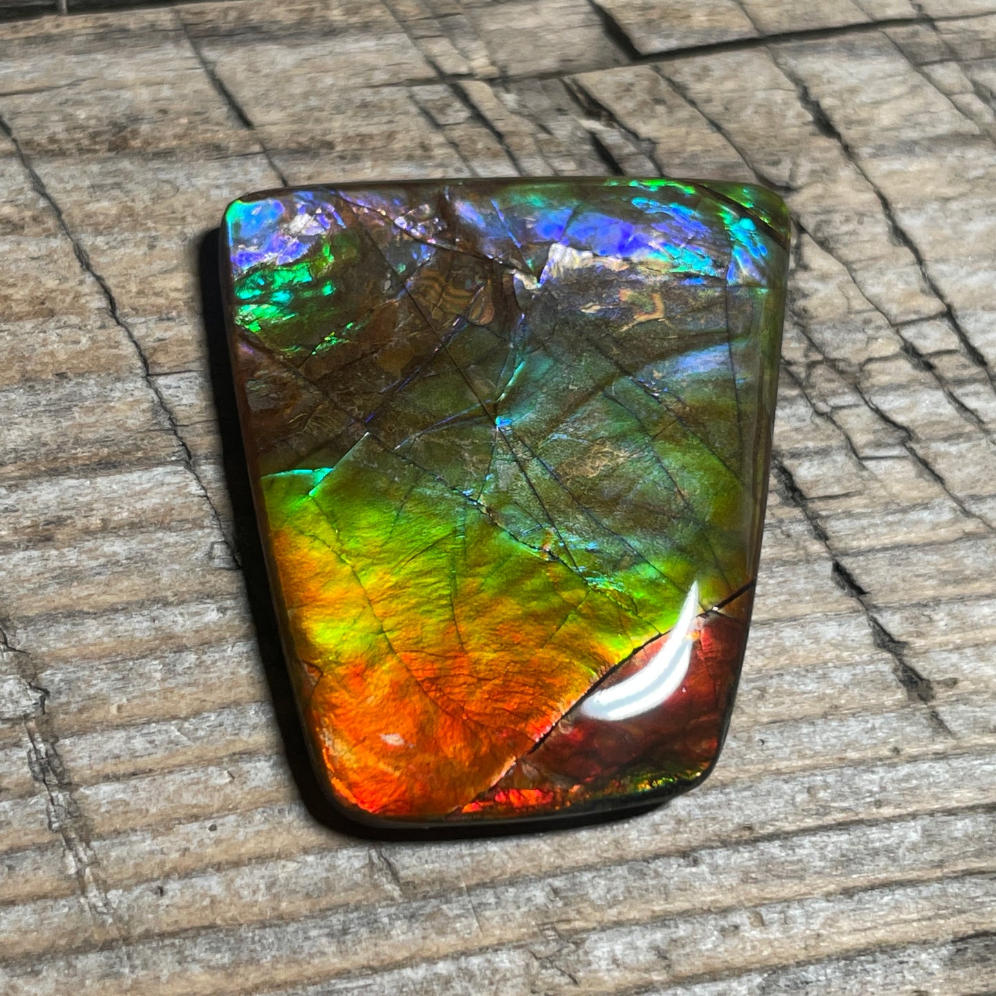 Multicoloured Rainbow Ammolite Cabochon, Genuine Alberta Ammonite Fossil Jewelry