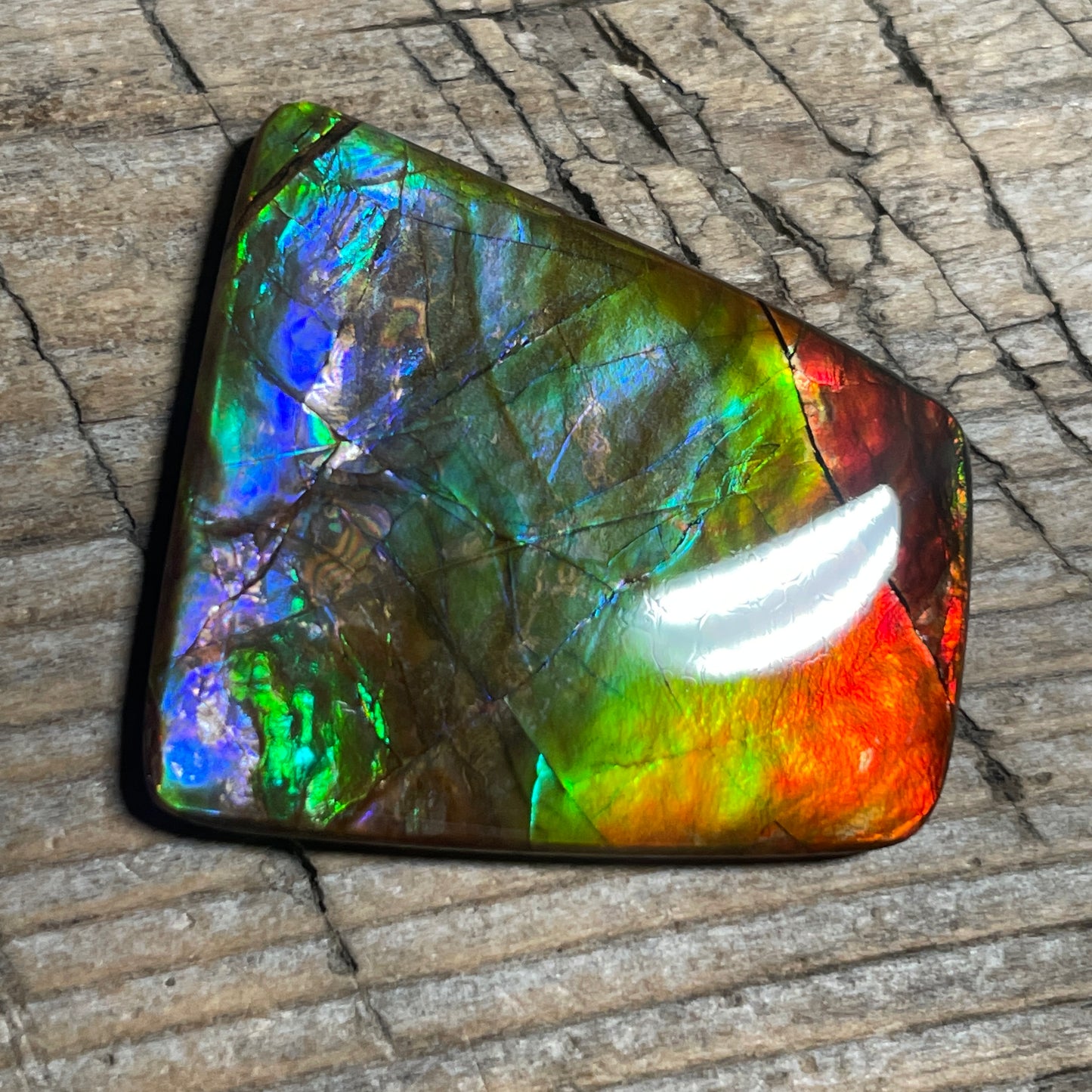 Multicoloured Rainbow Ammolite Cabochon, Genuine Alberta Ammonite Fossil Jewelry