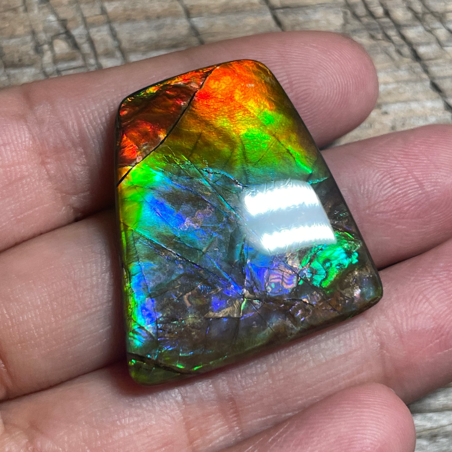 Multicoloured Rainbow Ammolite Cabochon, Genuine Alberta Ammonite Fossil Jewelry