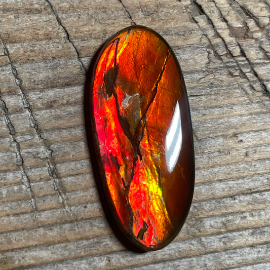 Gold Red Ammolite Cabochon, Loose Gemstone, Genuine Canadian Ammonite