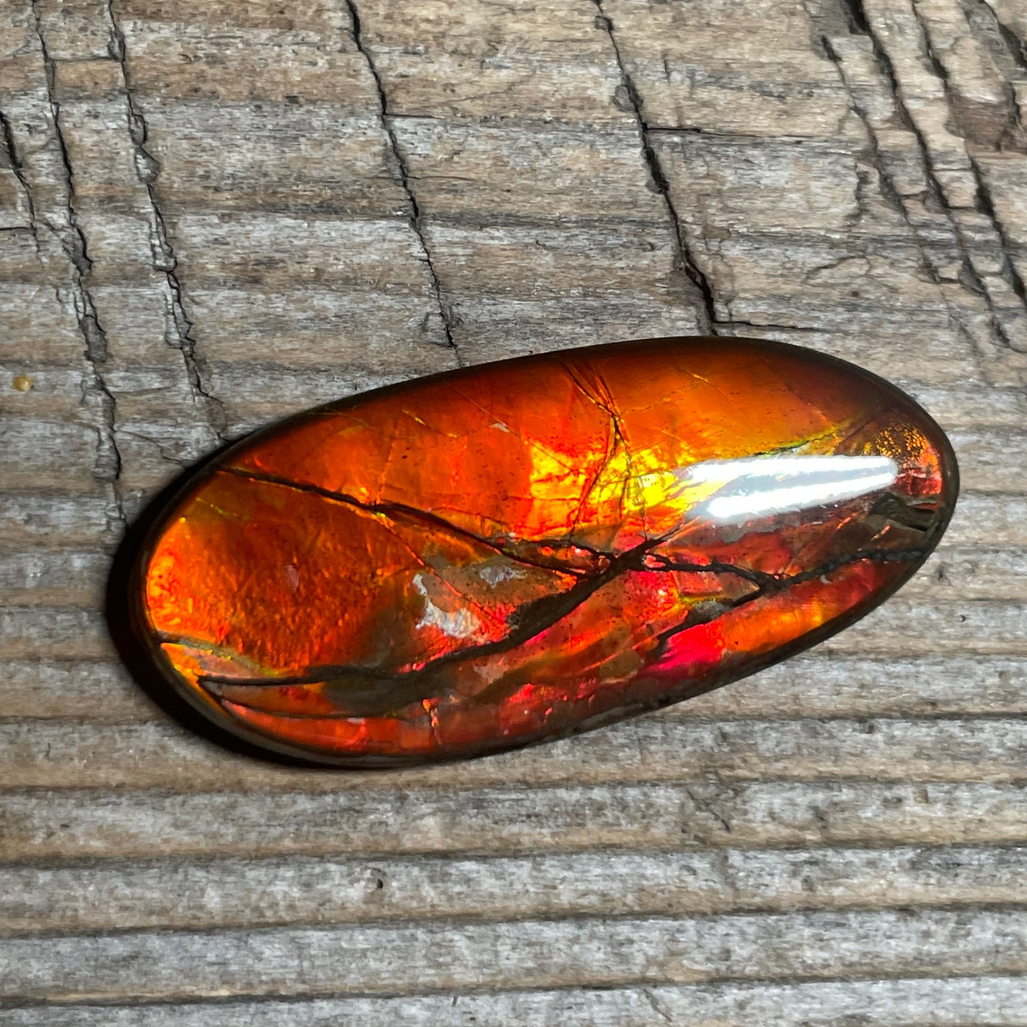 Gold Red Ammolite Cabochon, Loose Gemstone, Genuine Canadian Ammonite