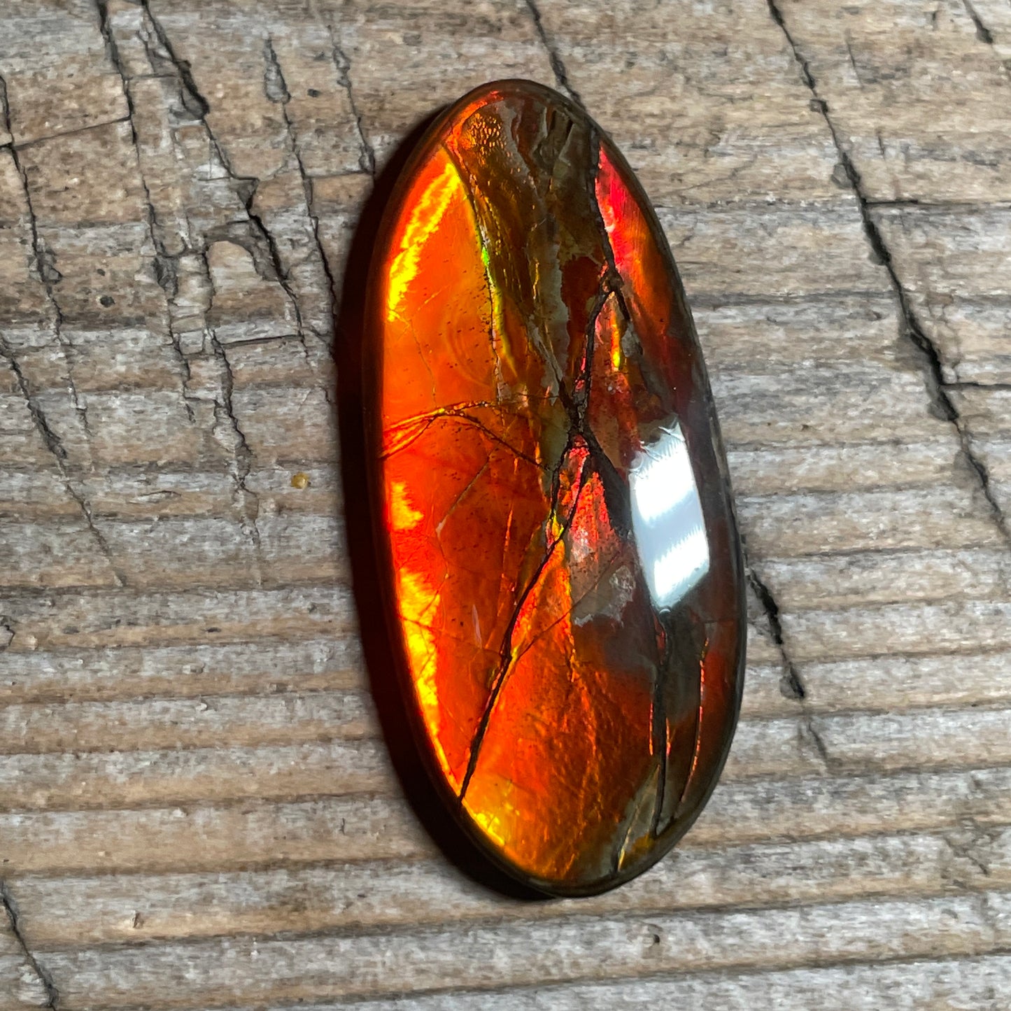 Gold Red Ammolite Cabochon, Loose Gemstone, Genuine Canadian Ammonite