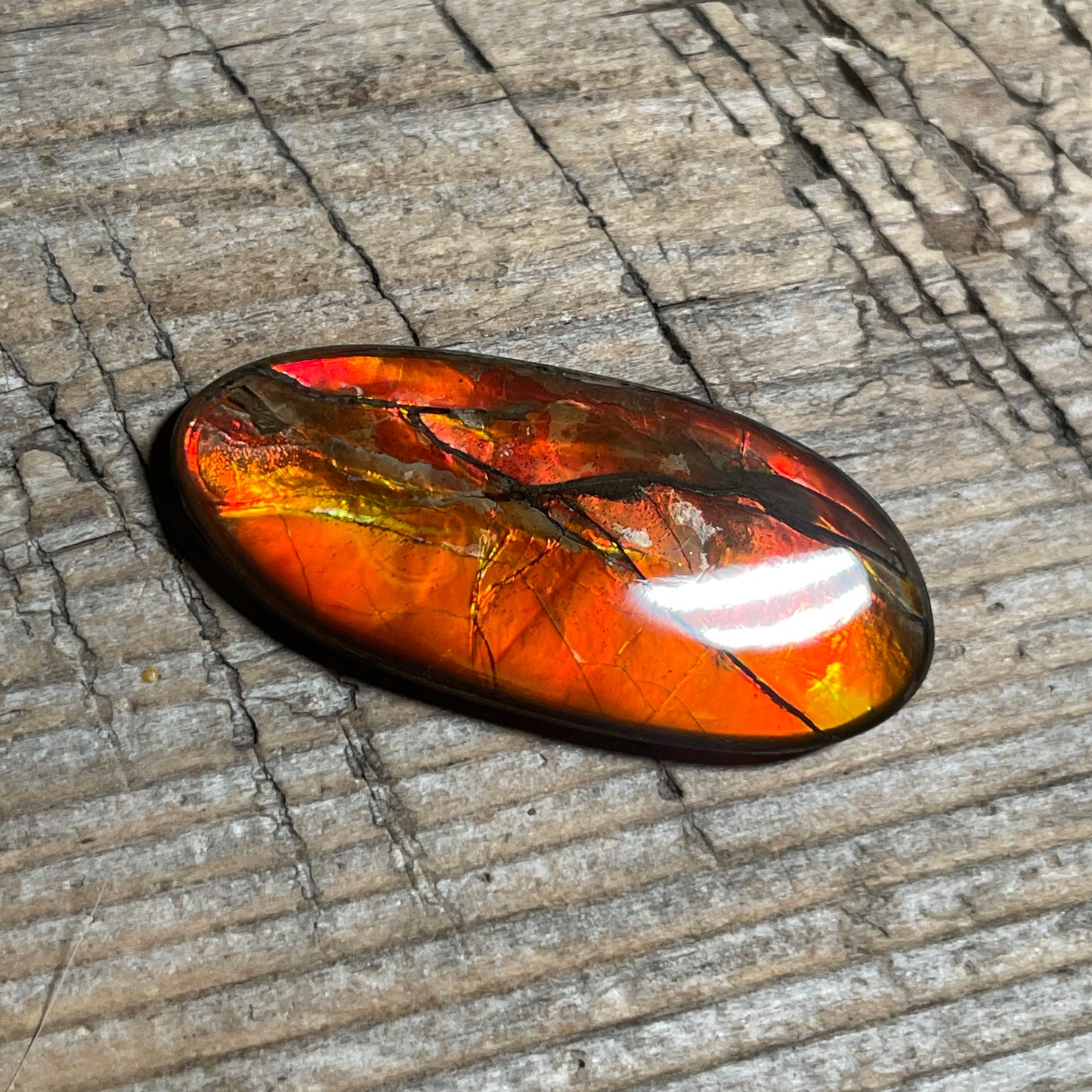 Gold Red Ammolite Cabochon, Loose Gemstone, Genuine Canadian Ammonite