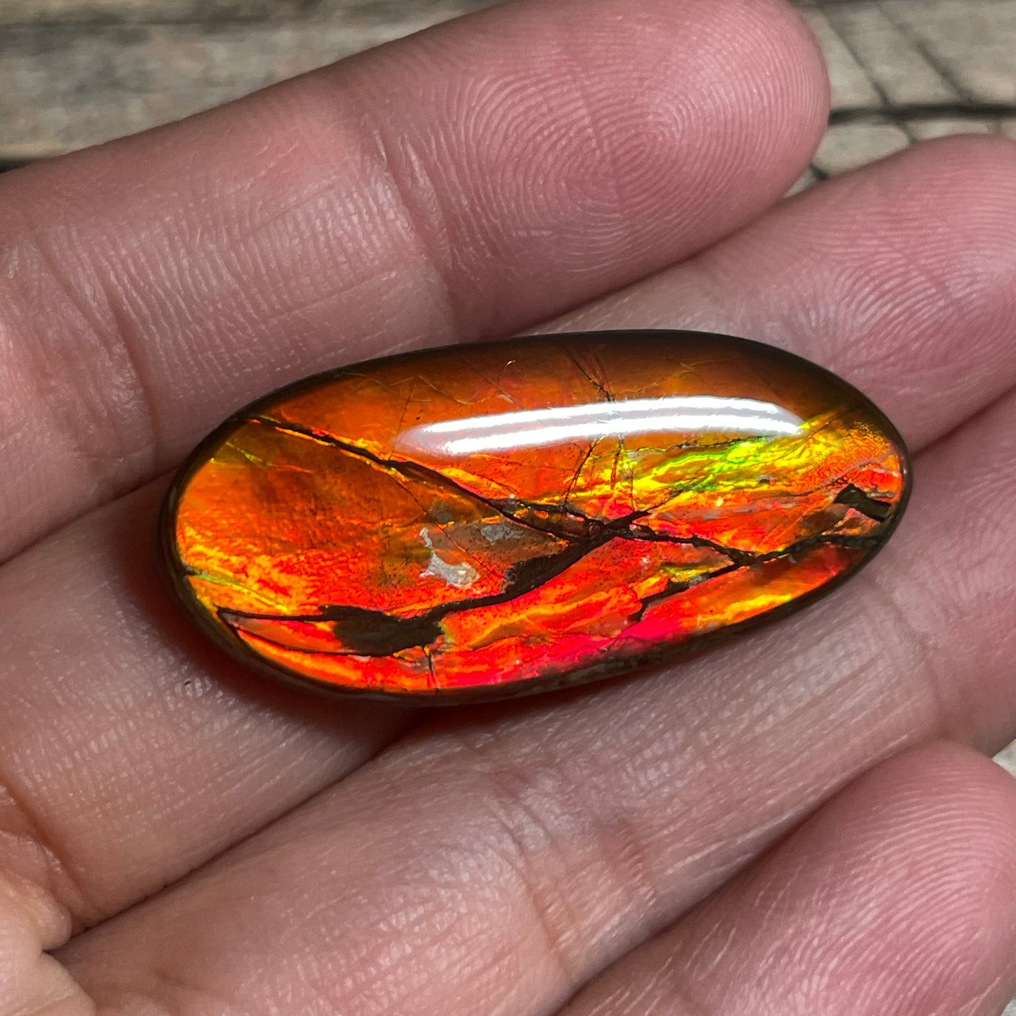 Gold Red Ammolite Cabochon, Loose Gemstone, Genuine Canadian Ammonite