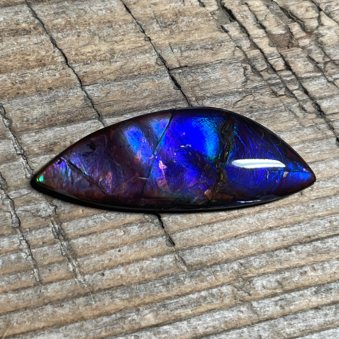 Blue  Purple Ammolite Gemstone Cabochon Freeform Canadian Ammonite Fossil