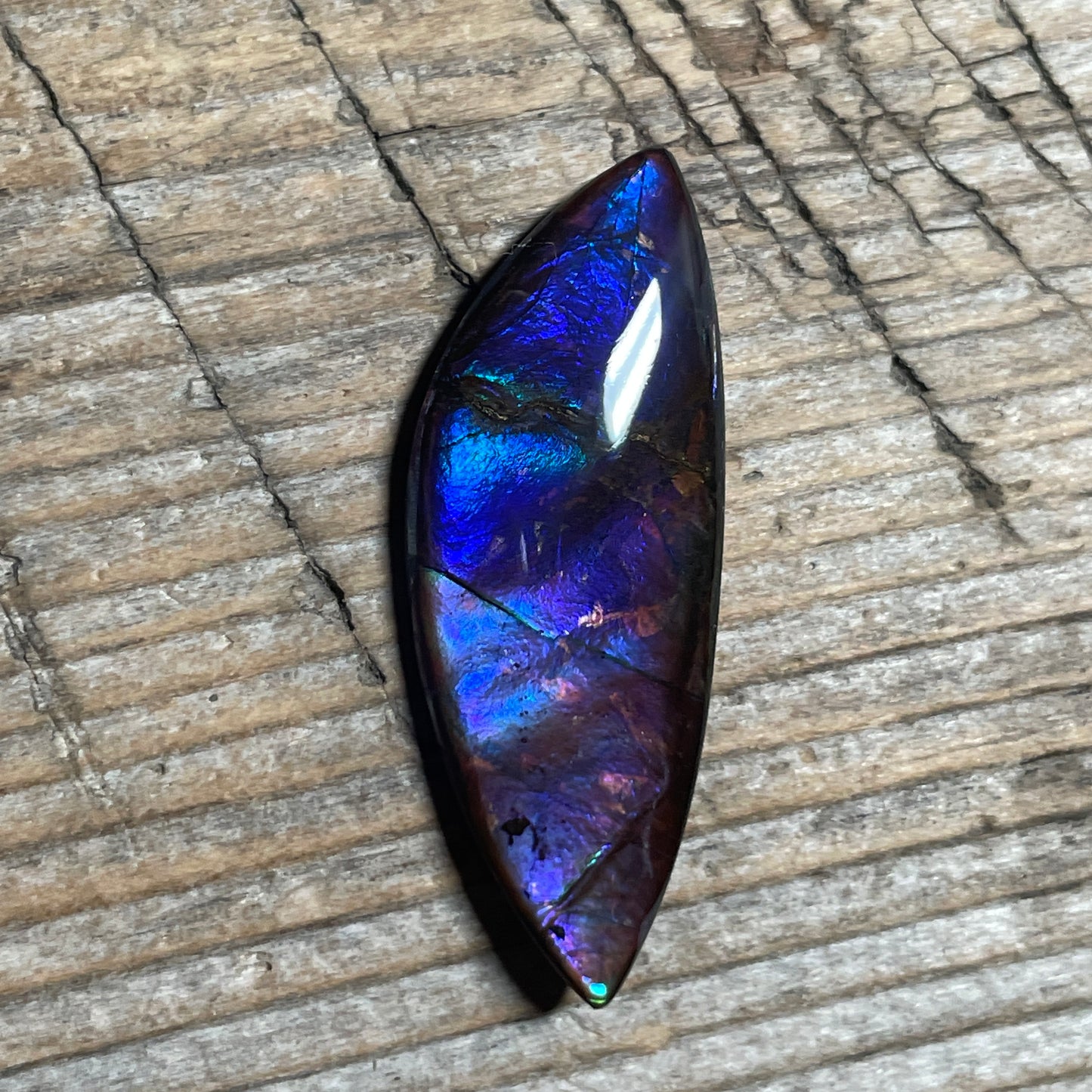 Blue  Purple Ammolite Gemstone Cabochon Freeform Canadian Ammonite Fossil