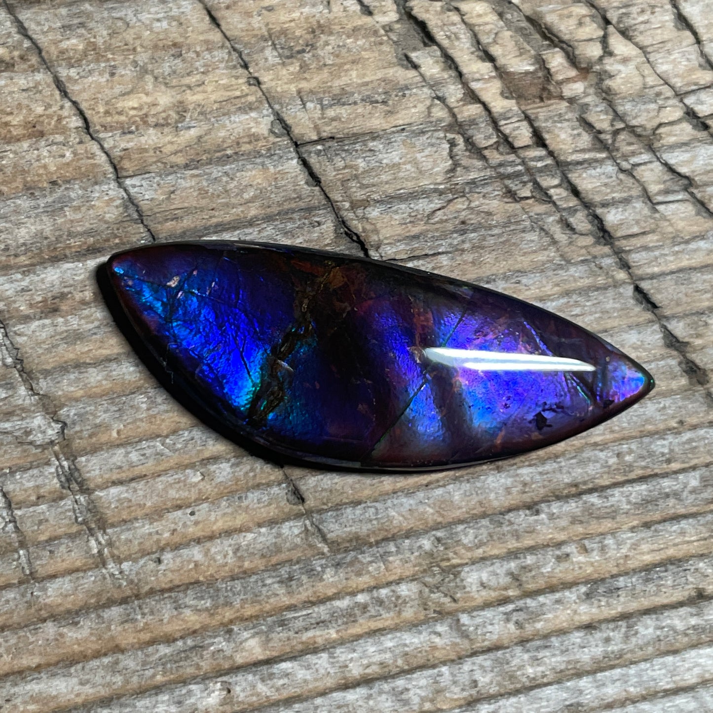 Blue  Purple Ammolite Gemstone Cabochon Freeform Canadian Ammonite Fossil