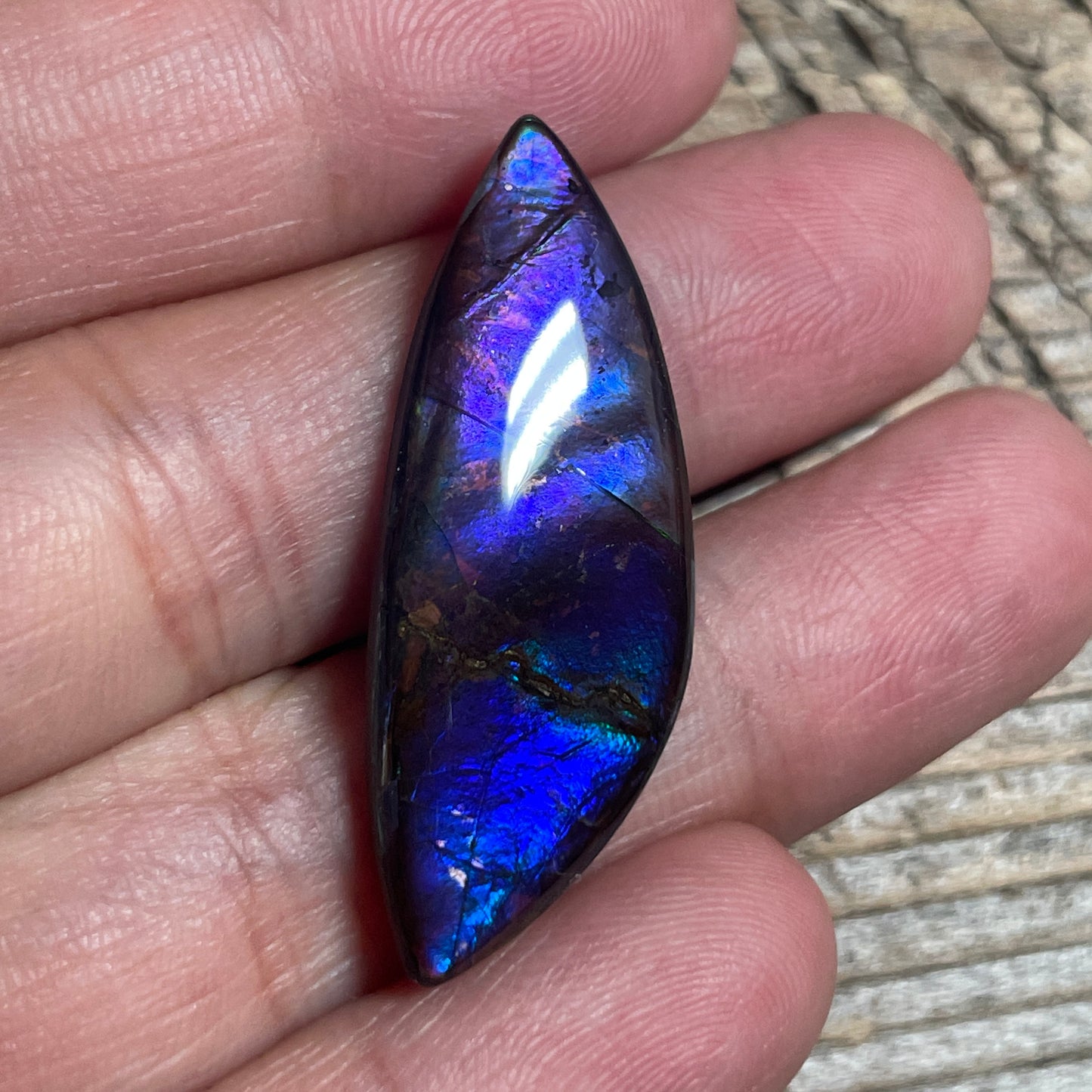 Blue  Purple Ammolite Gemstone Cabochon Freeform Canadian Ammonite Fossil