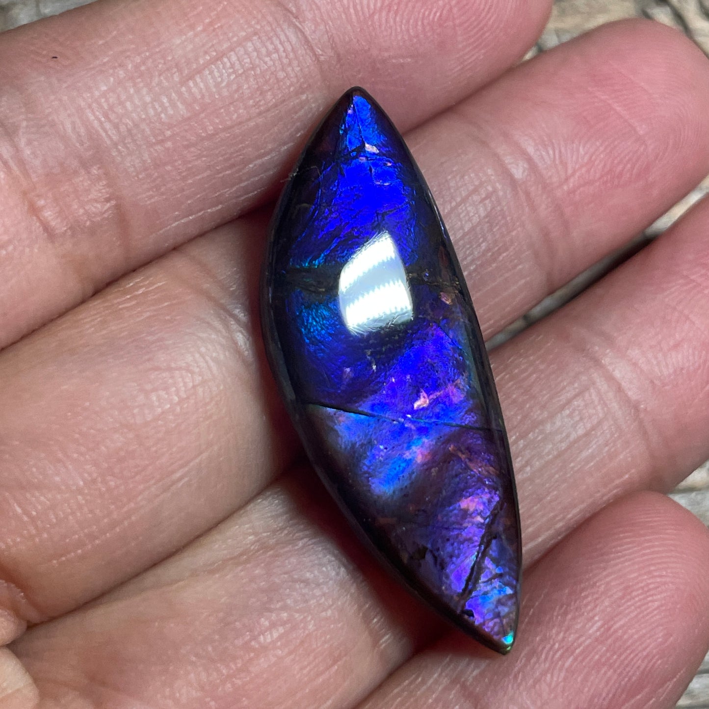 Blue  Purple Ammolite Gemstone Cabochon Freeform Canadian Ammonite Fossil