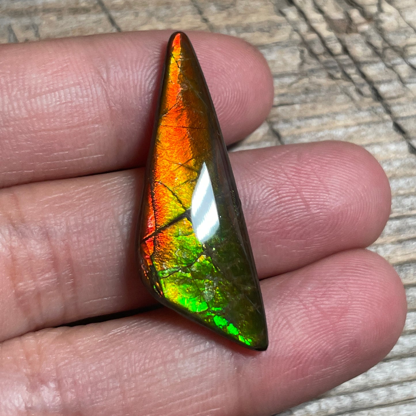 Small Ammolite Cabochon Gemstone, Genuine Canadian Ammonite