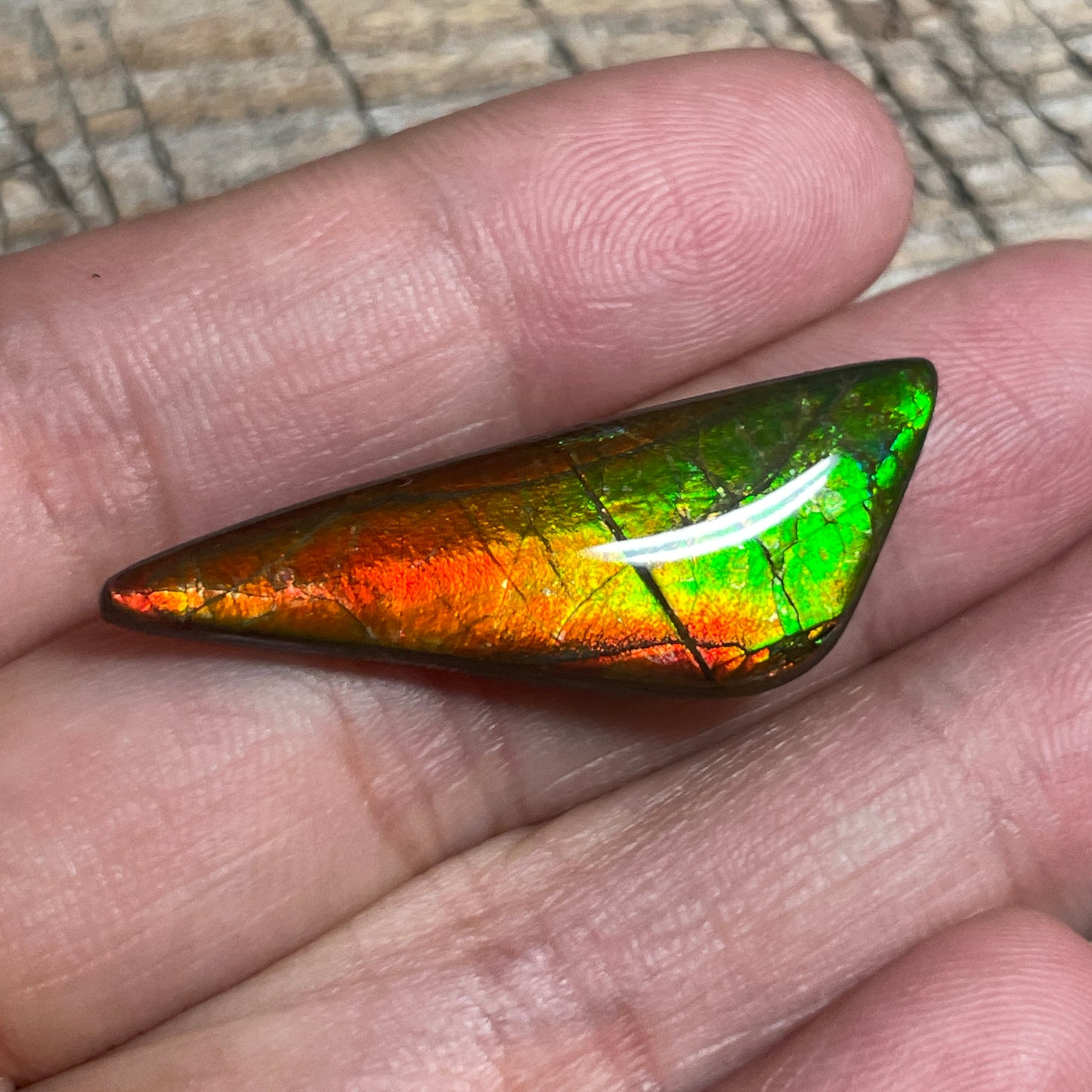 Small Ammolite Cabochon Gemstone, Genuine Canadian Ammonite