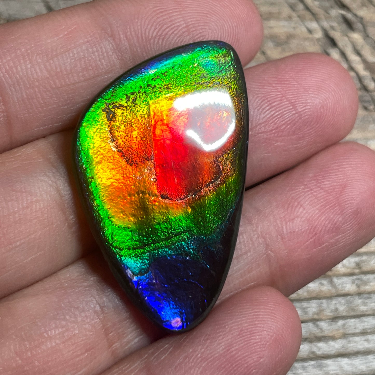 Stunning Rainbow Ammolite Cabochon, Genuine Alberta Ammonite Fossil Jewelry