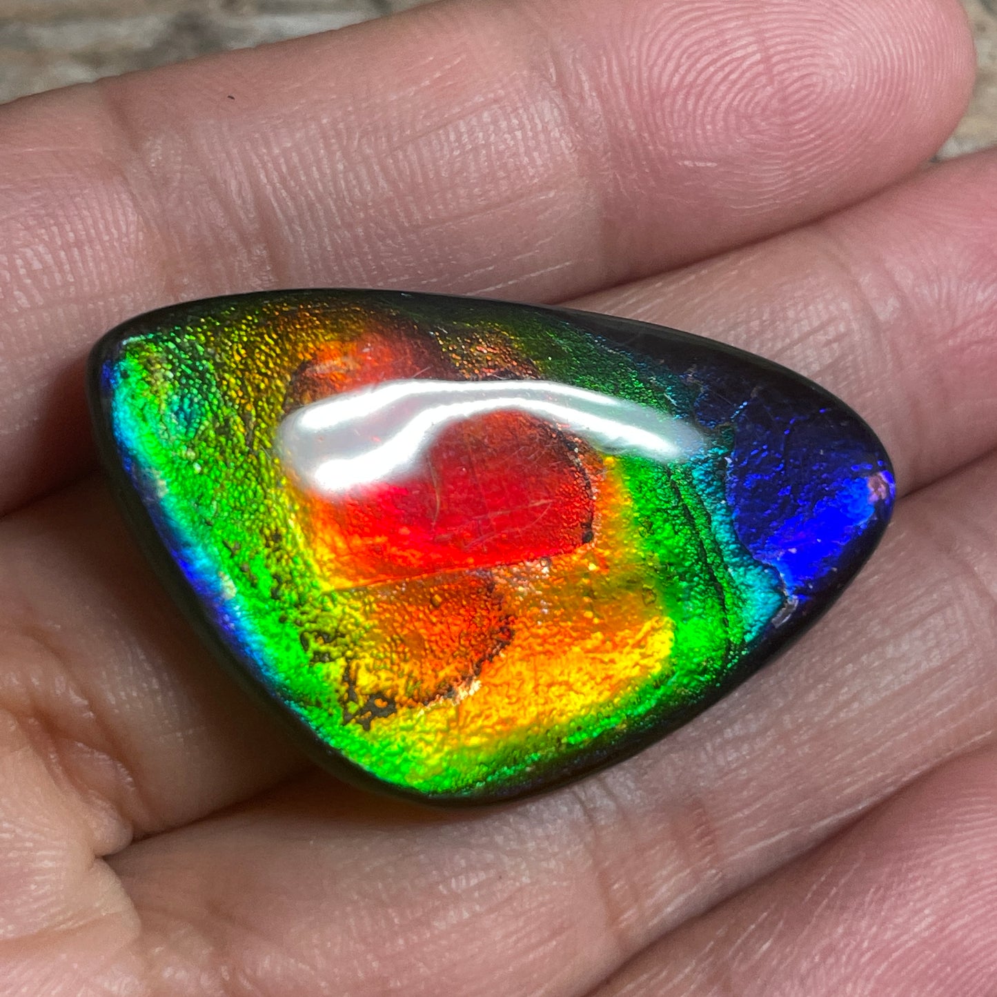 Stunning Rainbow Ammolite Cabochon, Genuine Alberta Ammonite Fossil Jewelry