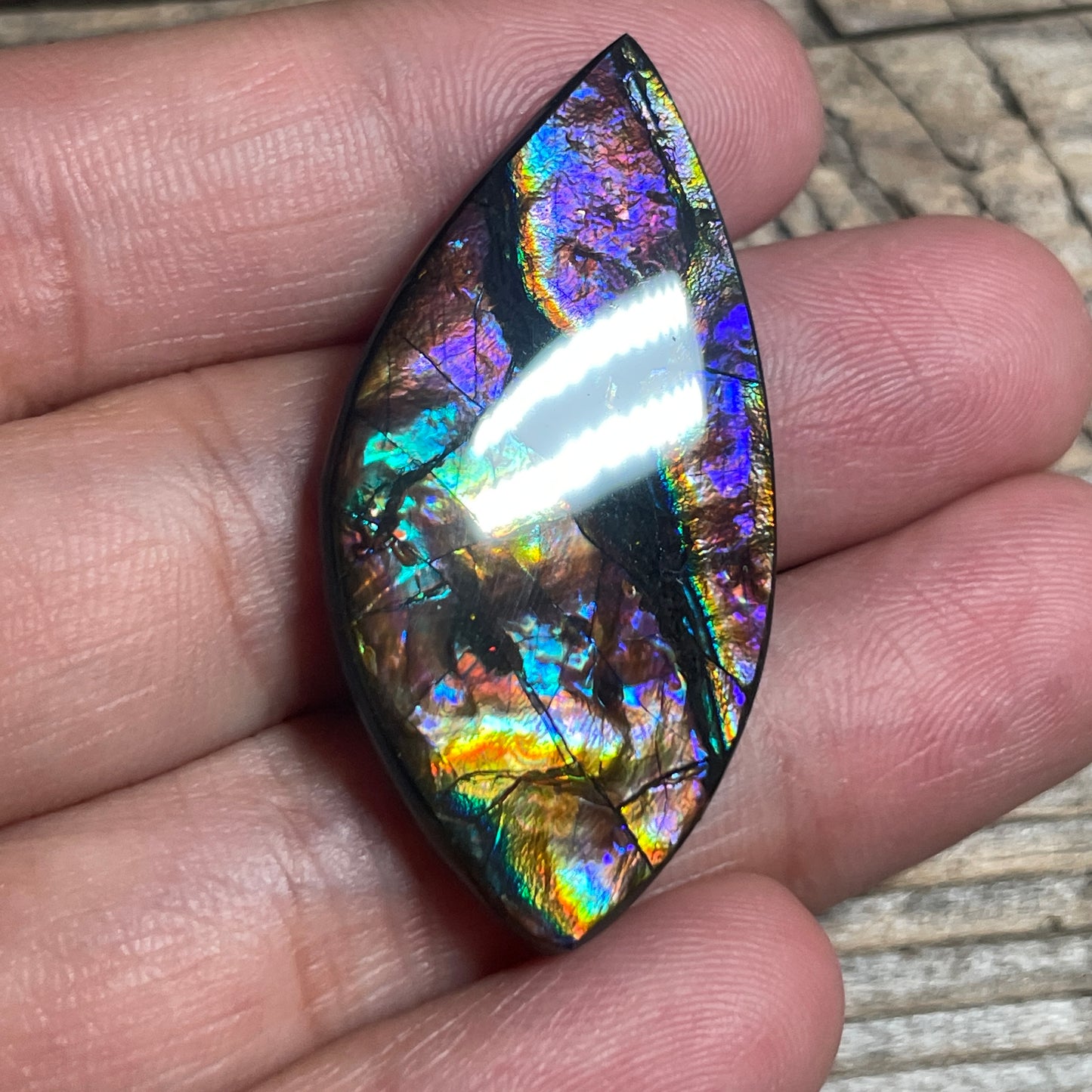 Collector's Special! Rare Pink Ammolite Freeform Cabochon, Genuine Alberta Ammonite Gemstone