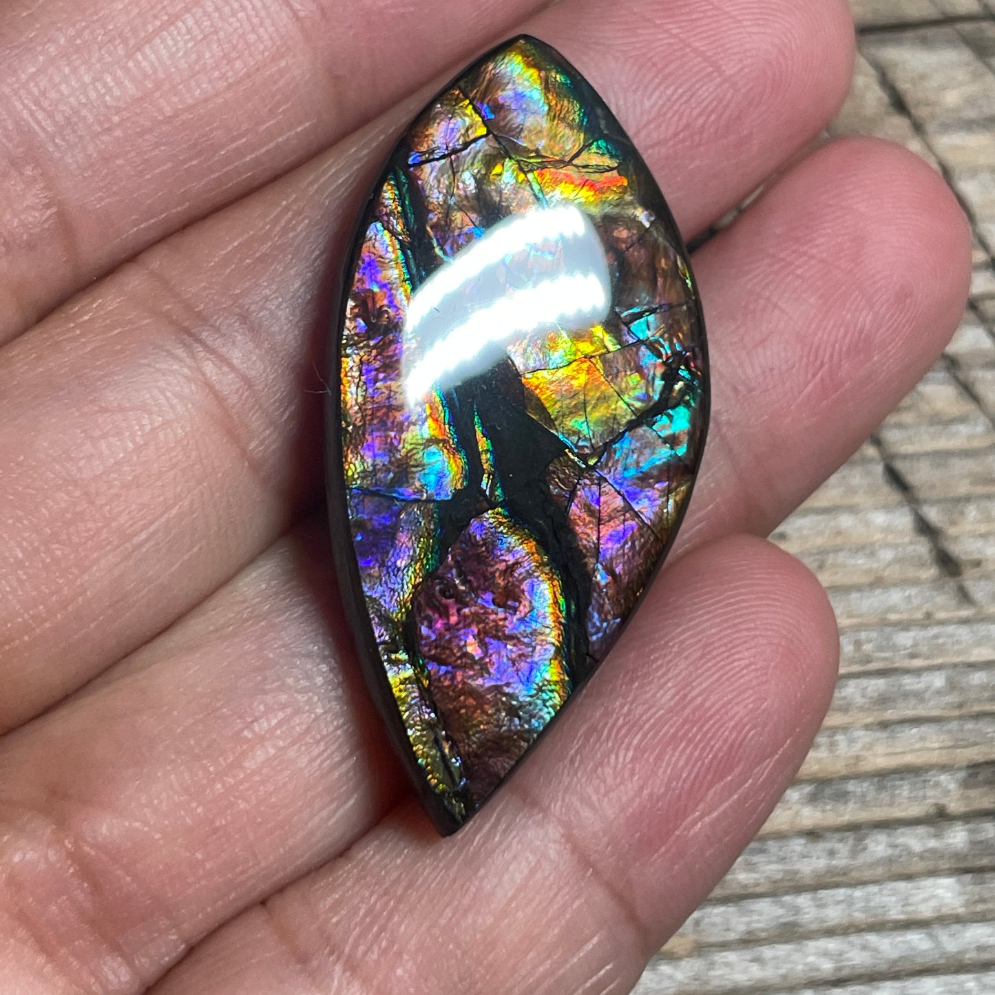 Collector's Special! Rare Pink Ammolite Freeform Cabochon, Genuine Alberta Ammonite Gemstone