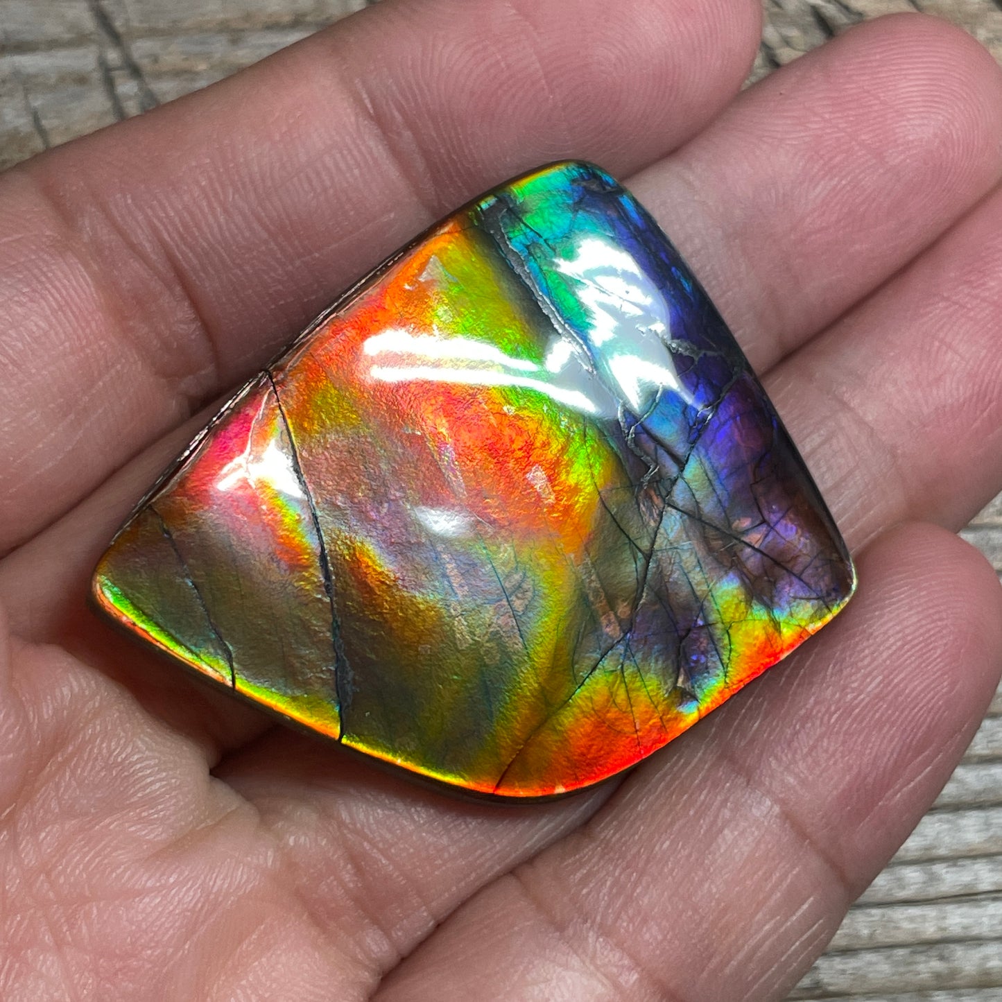 Collector's Special! Rare Pink Polished Ammolite Freeform Cabochon, Genuine Alberta Ammonite Gemstone