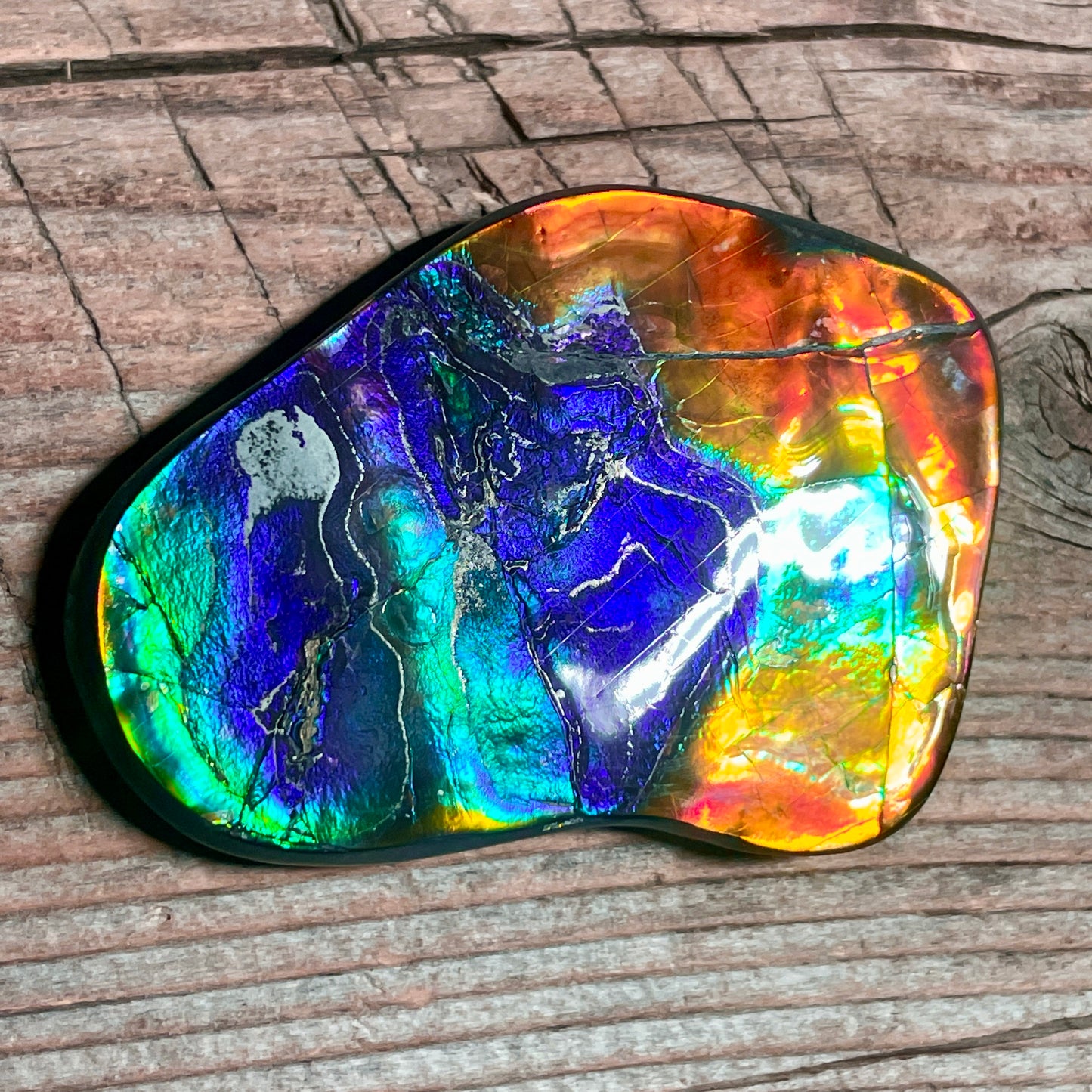 Ultra Bright Polished Rainbow Ammolite Display Specimen Ammonite Fossil TSD#1076