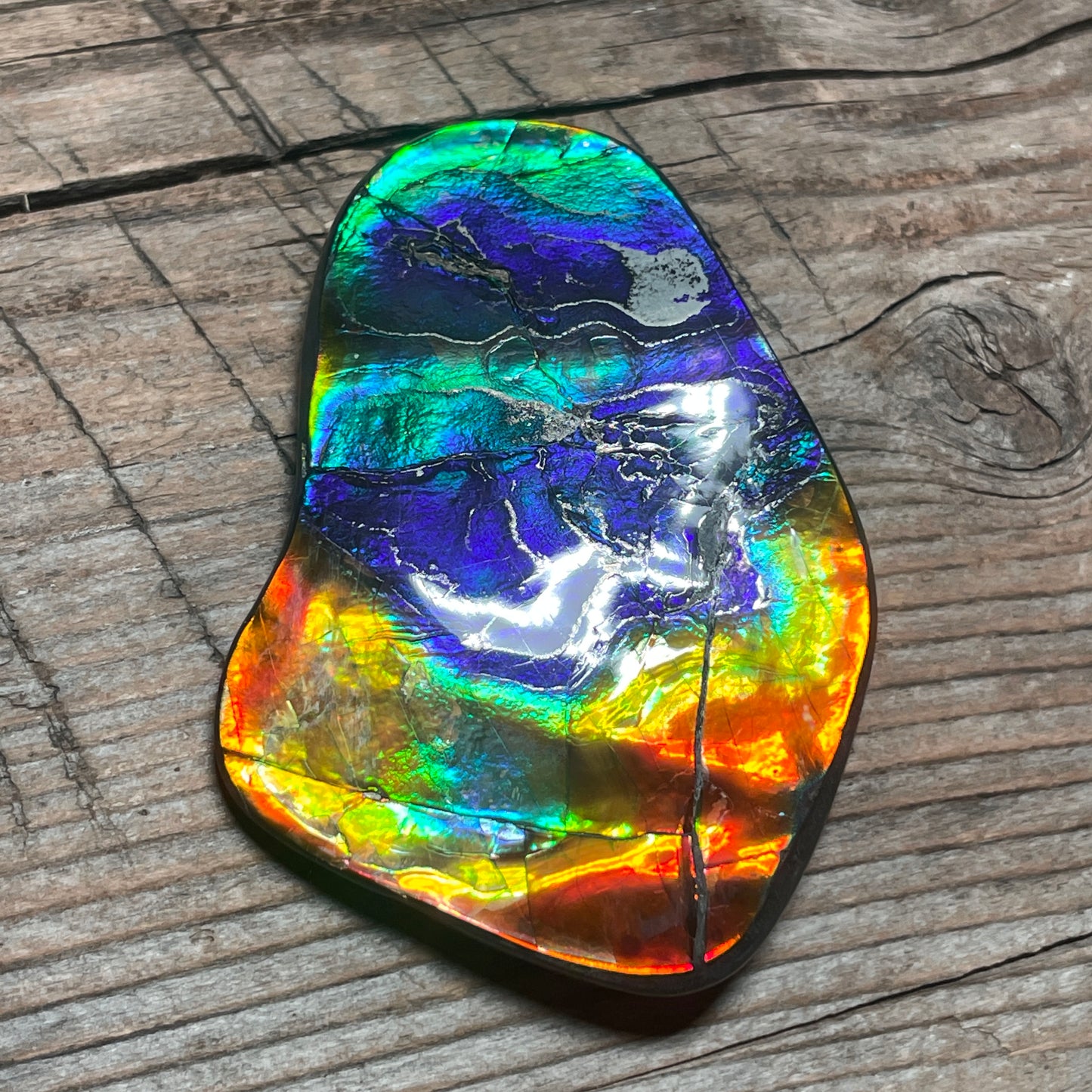 Ultra Bright Polished Rainbow Ammolite Display Specimen Ammonite Fossil TSD#1076