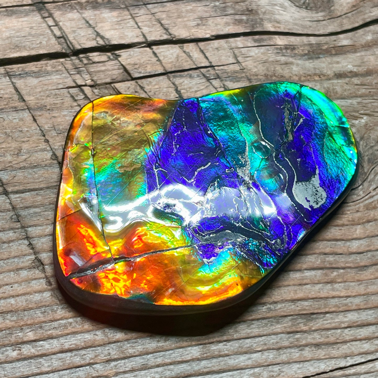 Ultra Bright Polished Rainbow Ammolite Display Specimen Ammonite Fossil TSD#1076