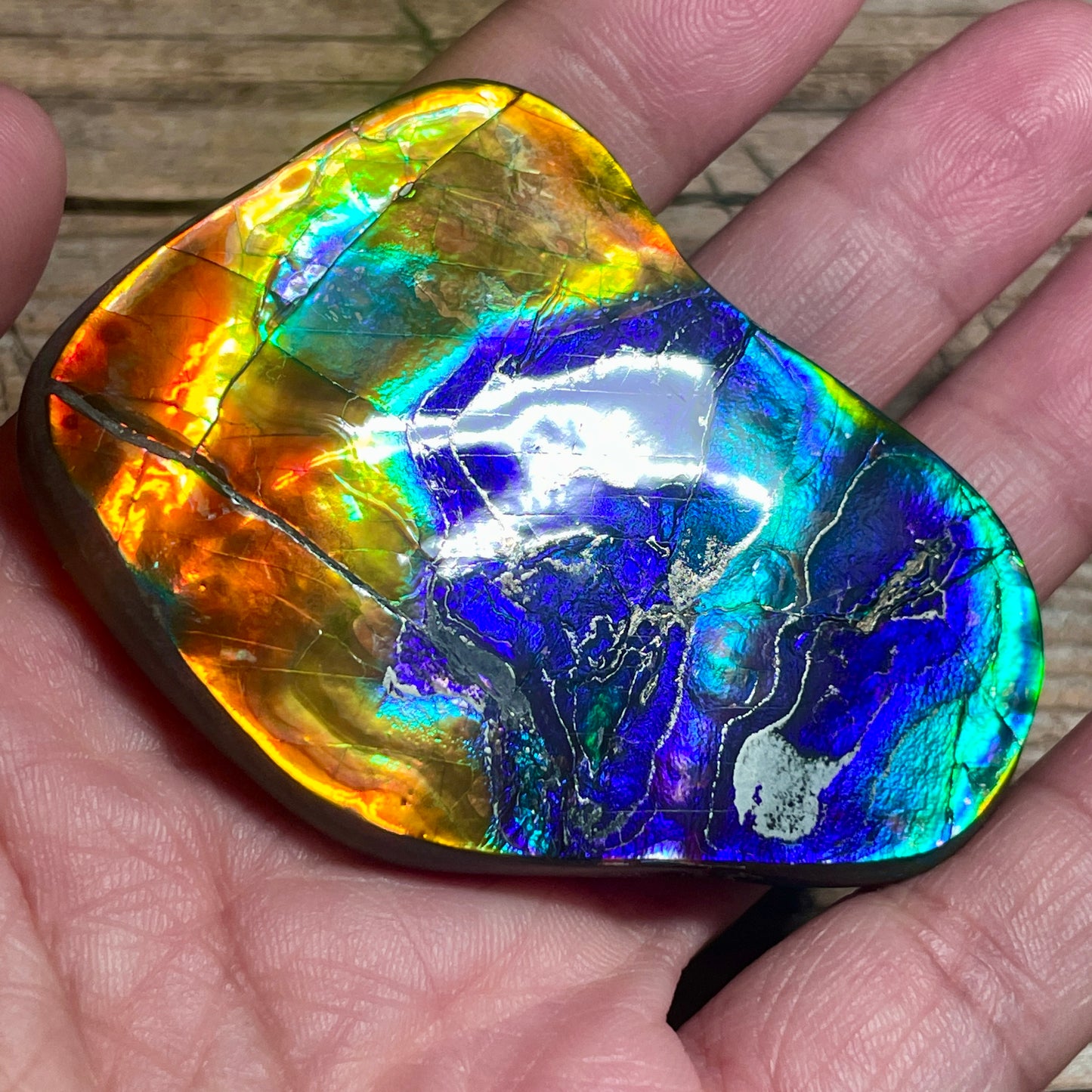 Ultra Bright Polished Rainbow Ammolite Display Specimen Ammonite Fossil TSD#1076