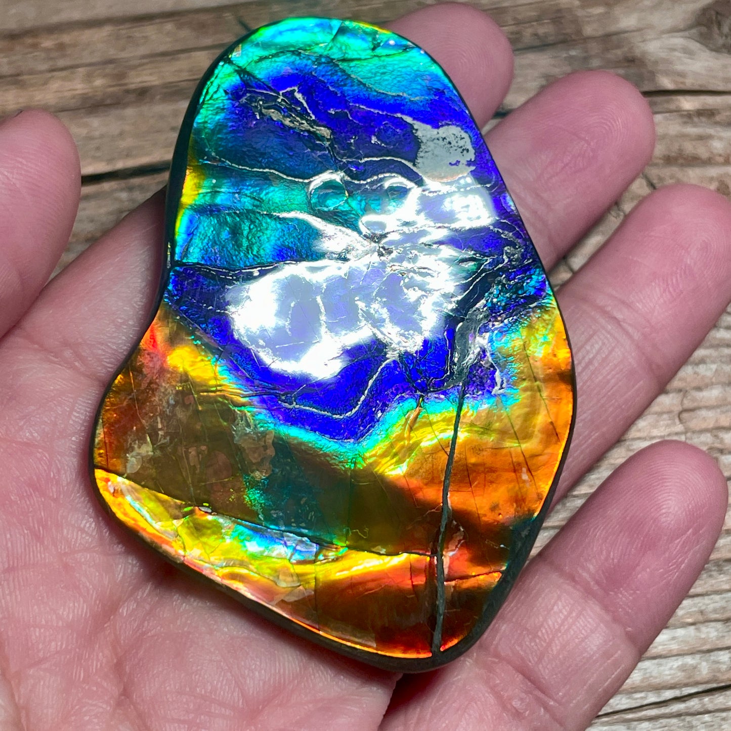 Ultra Bright Polished Rainbow Ammolite Display Specimen Ammonite Fossil TSD#1076